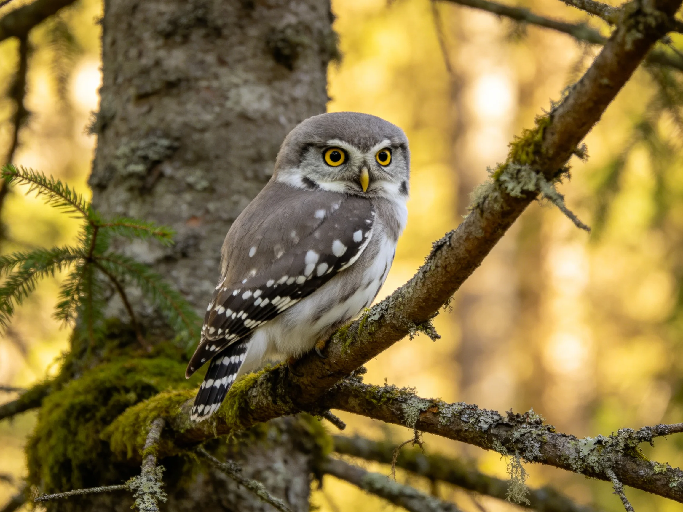A spotted gray owl perched on a mossy tree branch