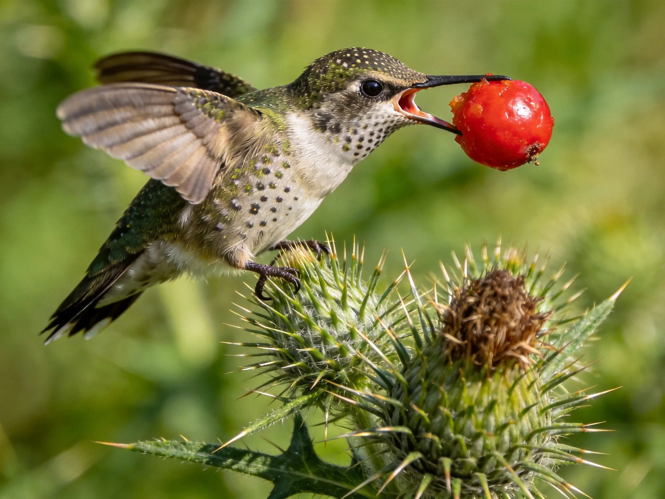A spotted hummingbird carrying a bright red berry near spiky green thistle