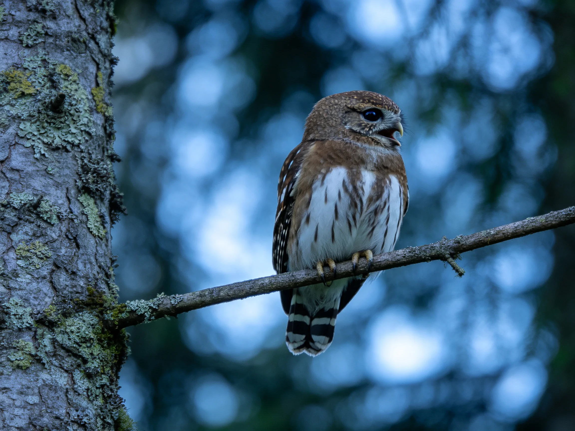 A spotted owl perched on a lichen-covered tree branch