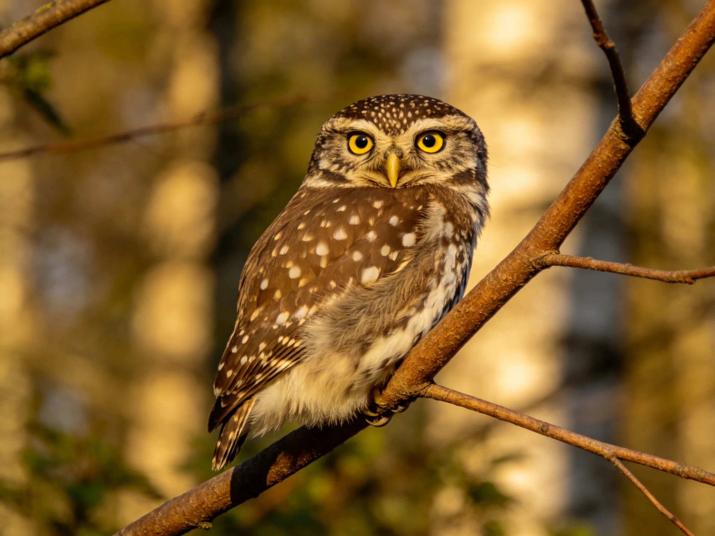 A spotted owl perched on a tree branch in golden light