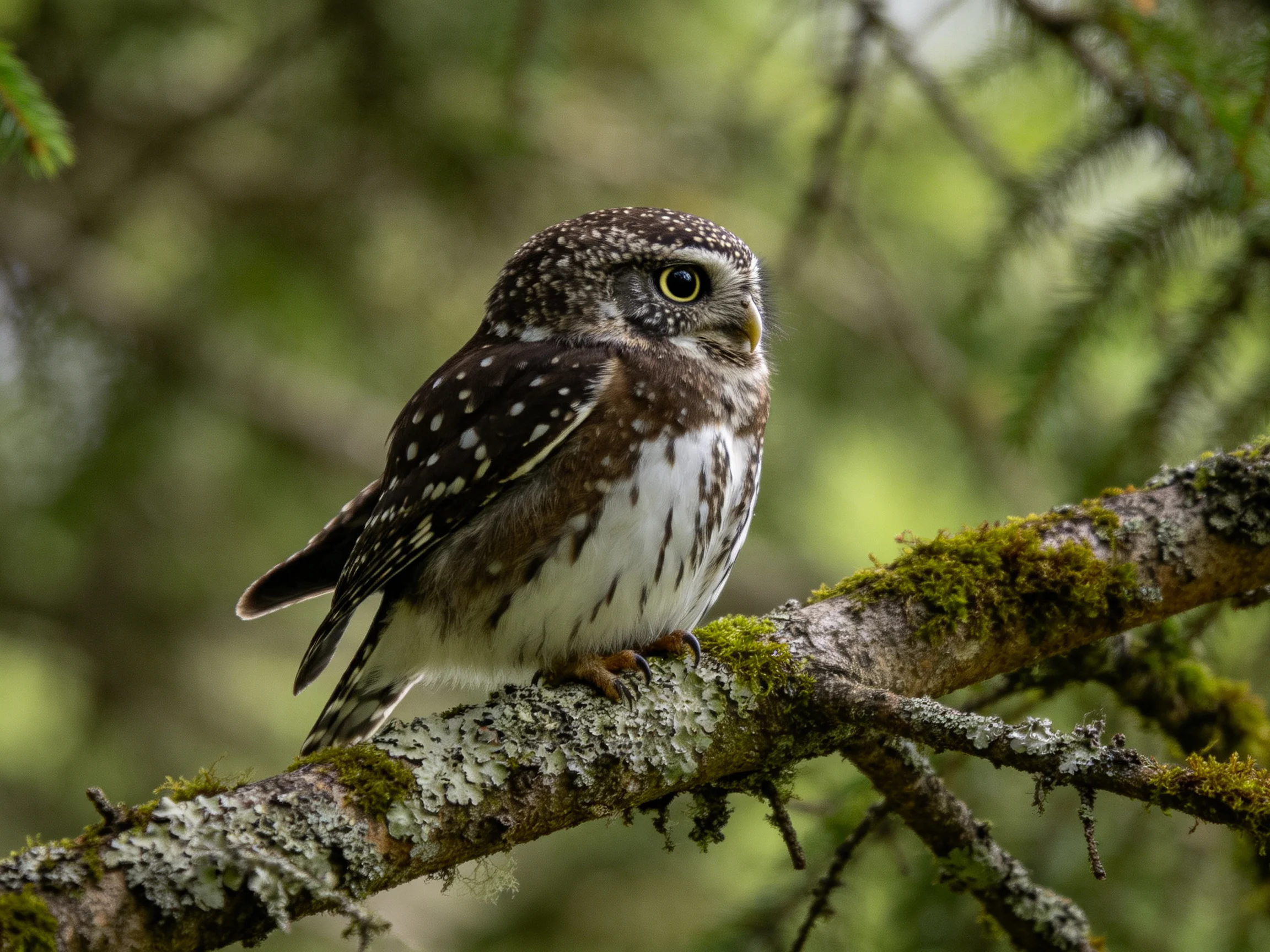 A spotted owl perches on a moss-covered forest branch