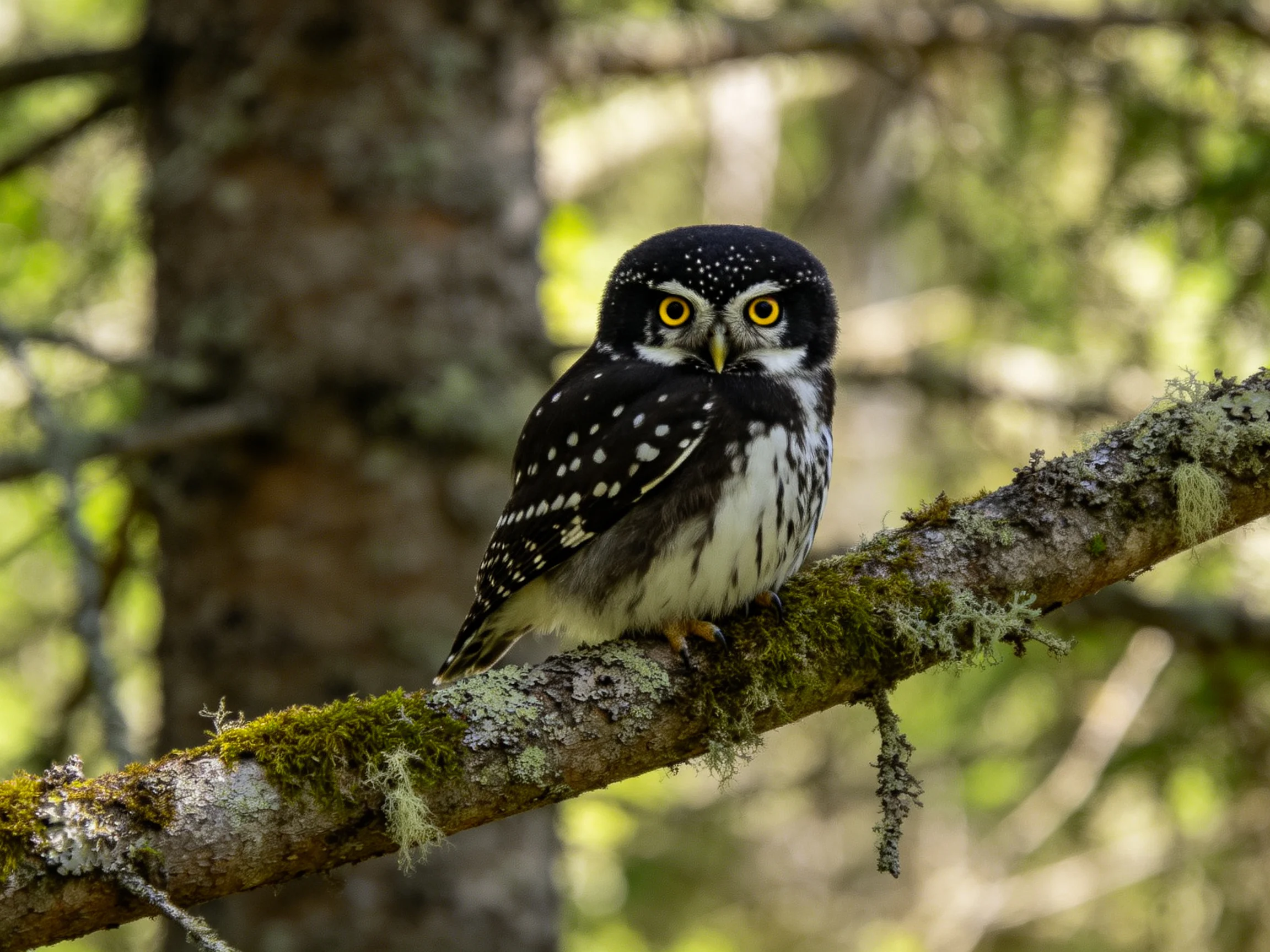 A spotted owl perches on a mossy forest branch