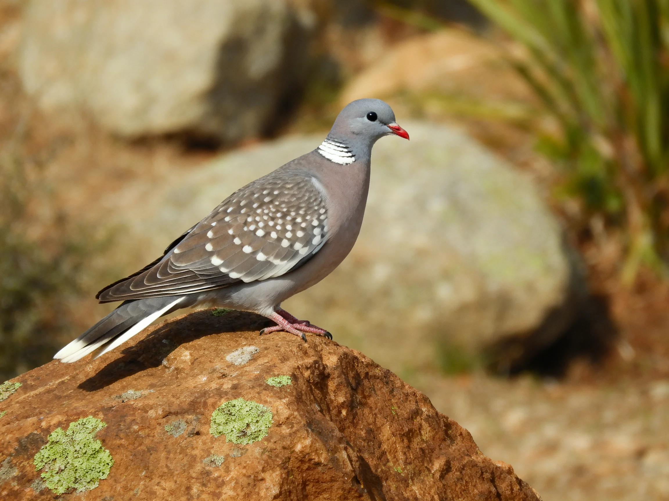 A spotted pigeon perches on a lichen-dotted brown rock beside large stones.