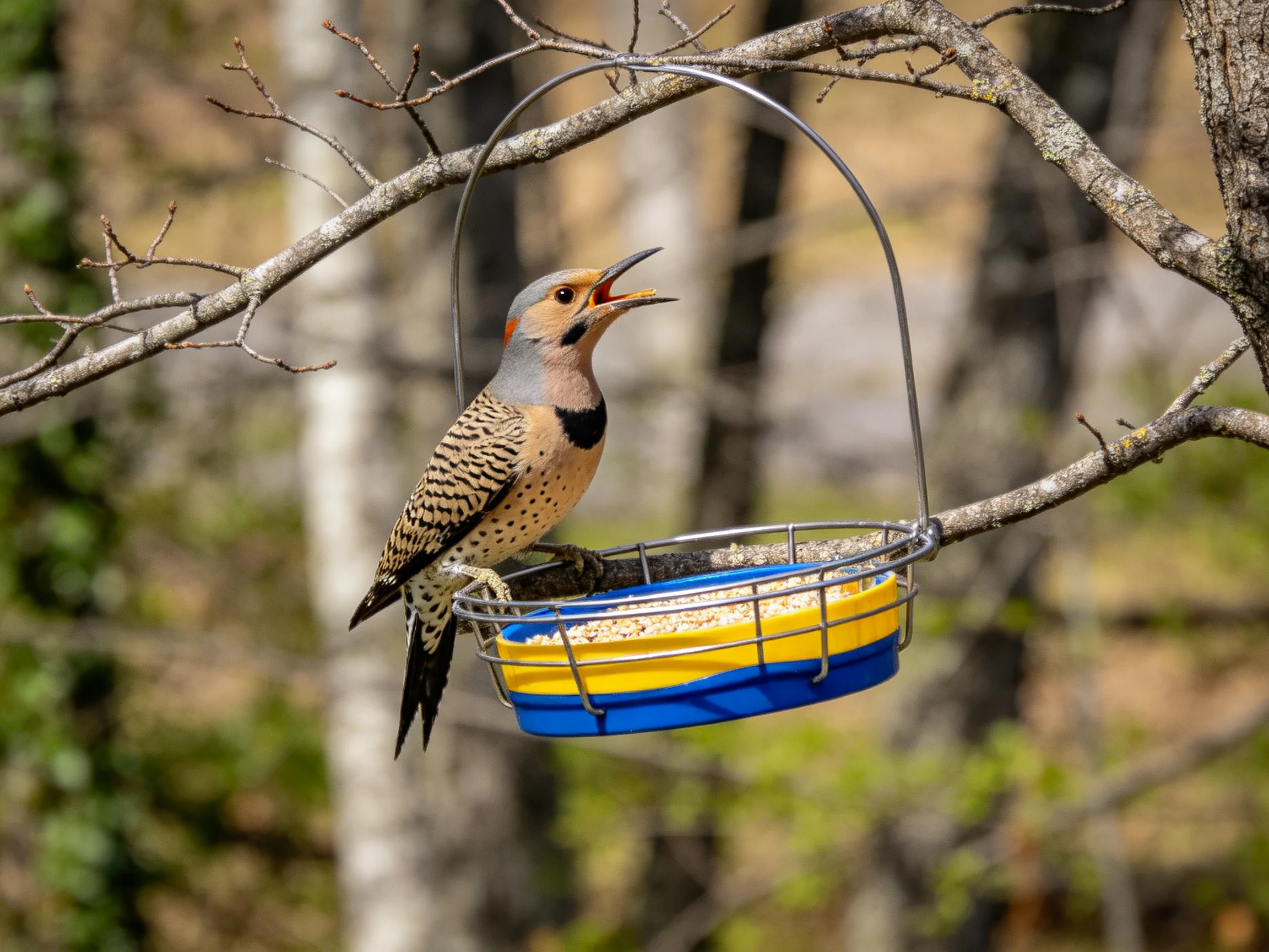 A spotted woodpecker perches on a blue and yellow feeder attached to a tree branch