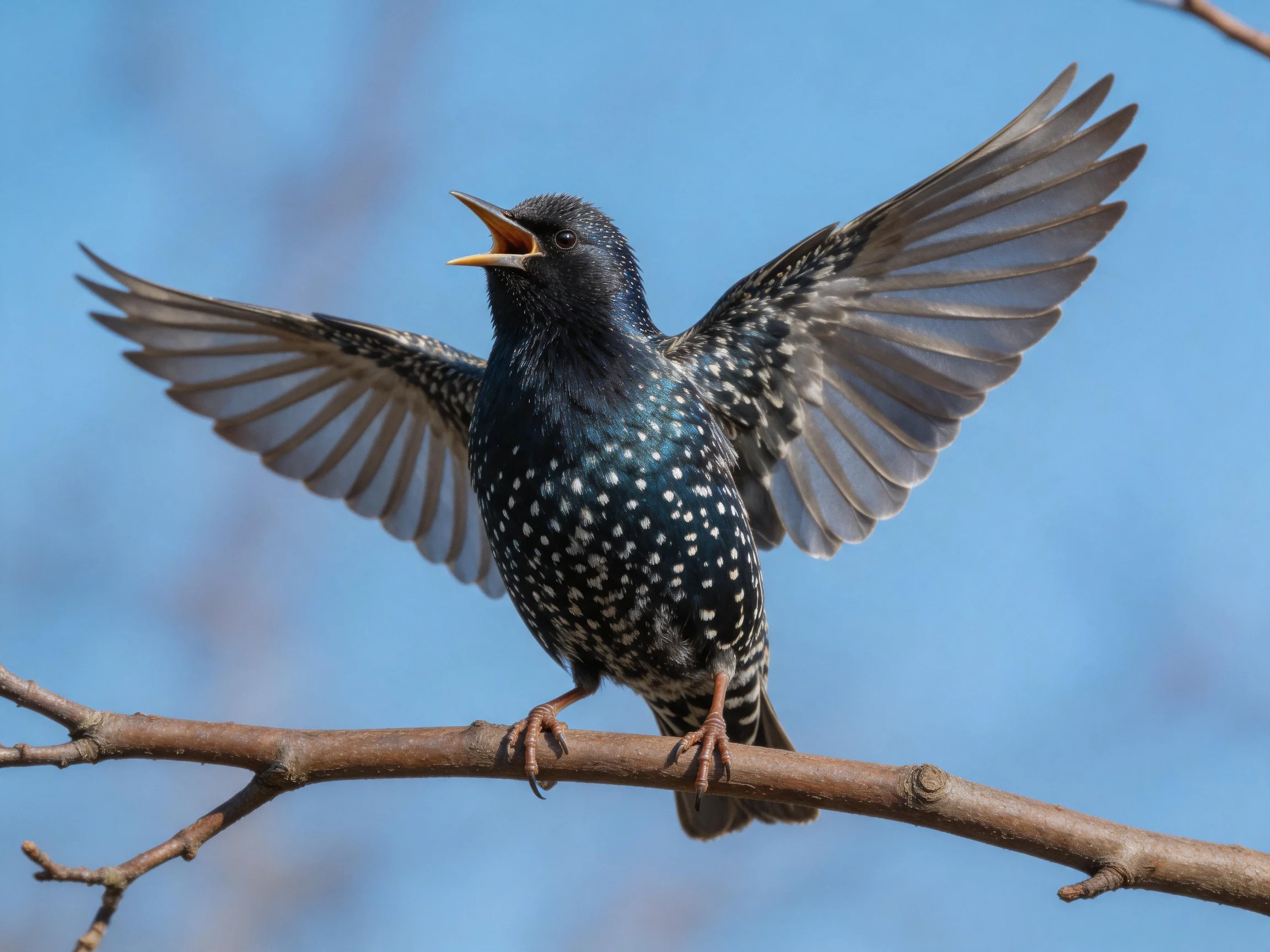 A starling spreads wings on a bare tree branch