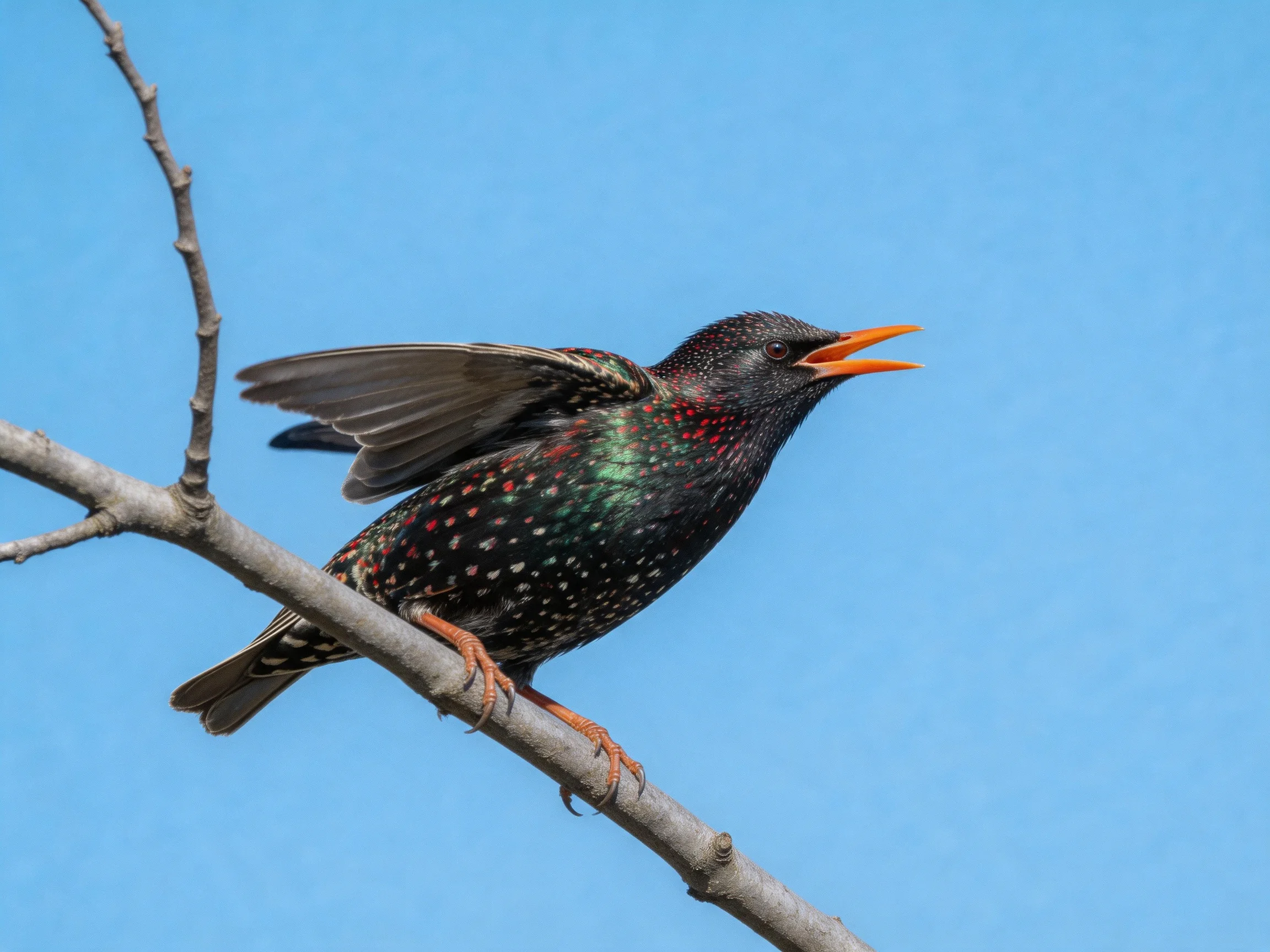 A starling with iridescent feathers perches on a bare tree branch