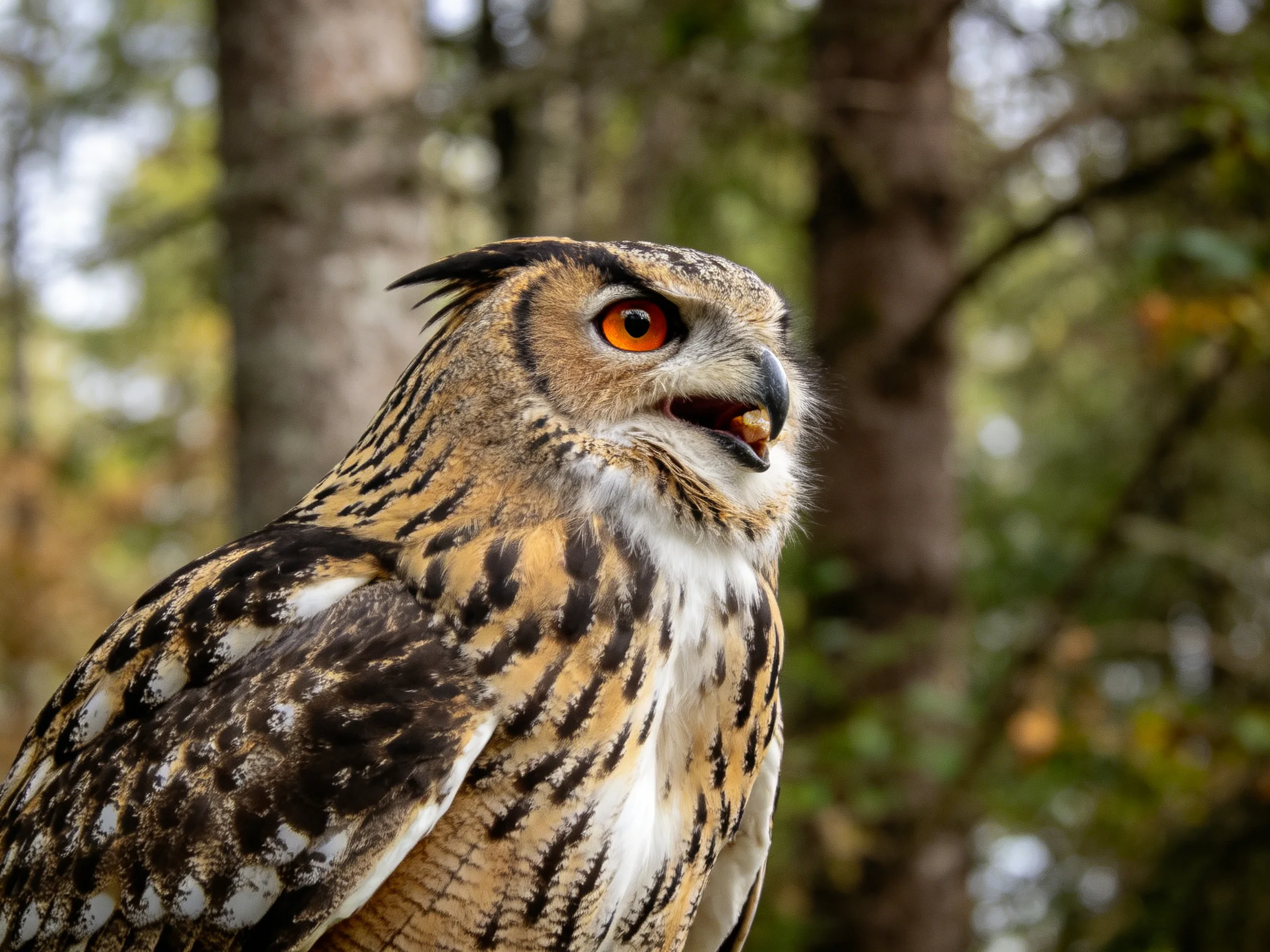 A striking eagle-owl with vivid orange eyes in a forest