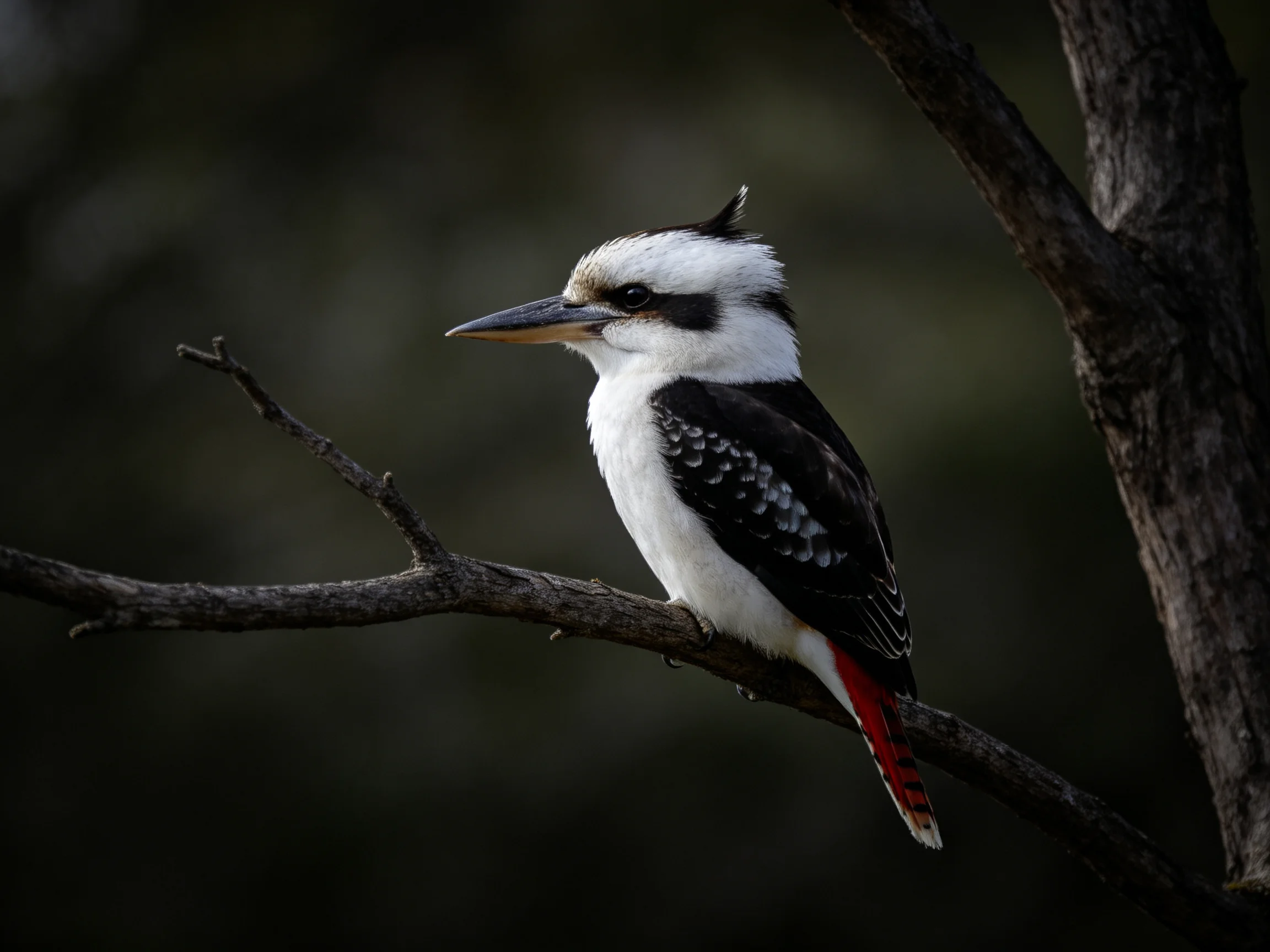 A strikingly patterned bird perches on a dark tree limb