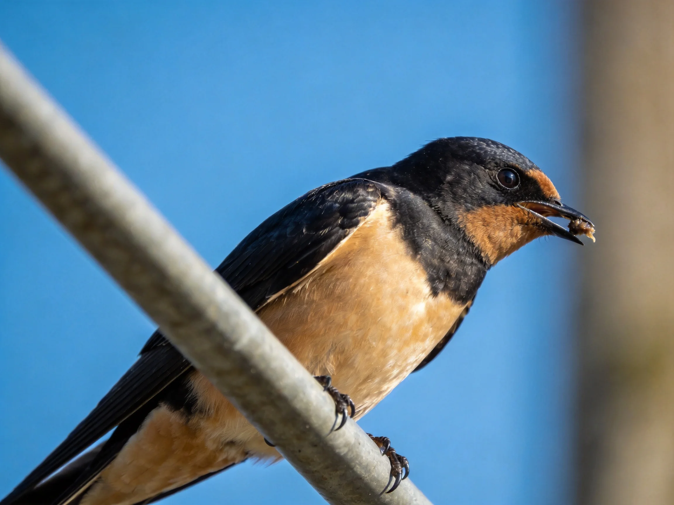A swallow with a brown chest perches on a metal rod under clear blue sky