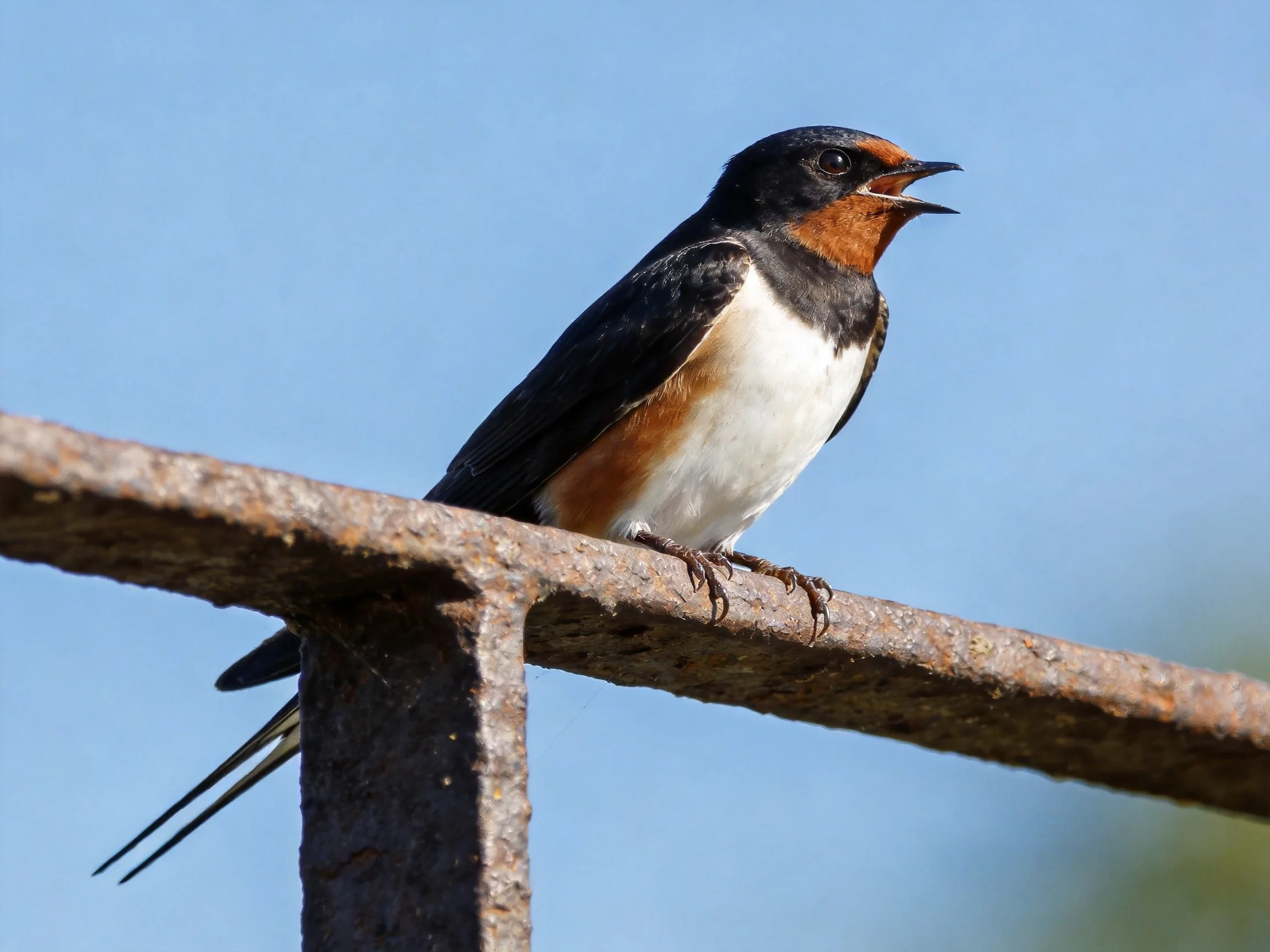 A swallow with black, rust, and white plumage perches on a metal bar