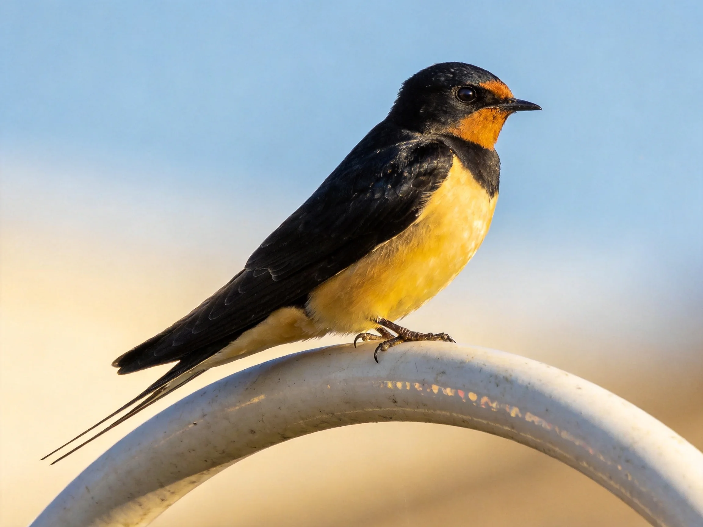 A swallow with black wings and yellow underbelly perches on a curved metal bar