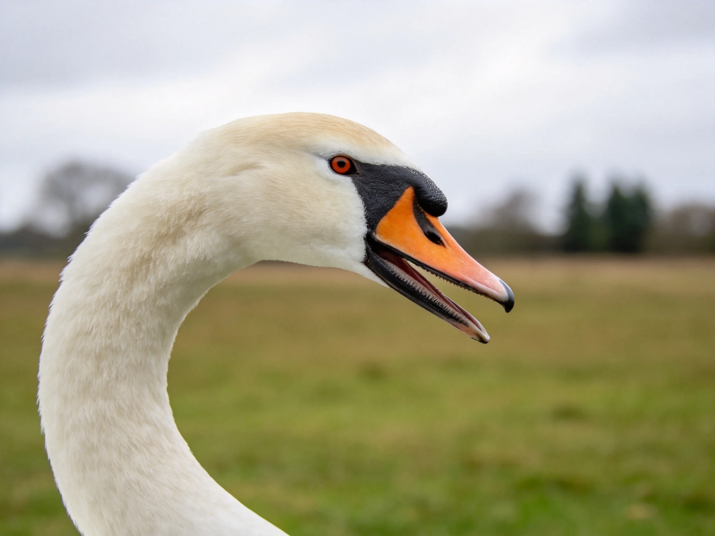 A swan with an orange beak and white plumage in a field