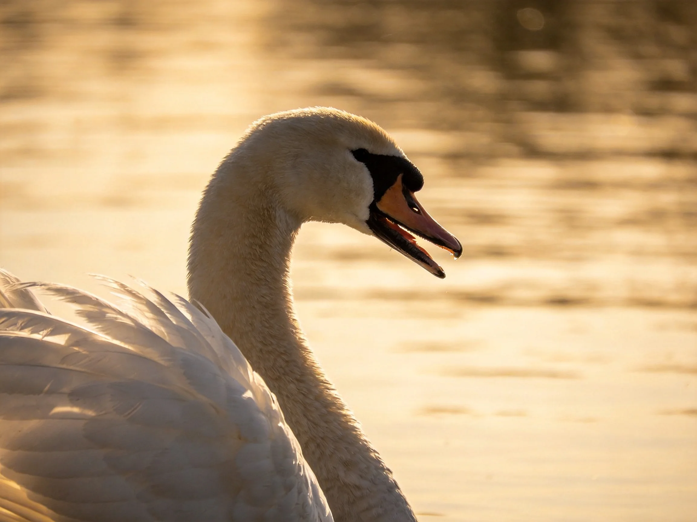 A swan with black facial markings near golden water