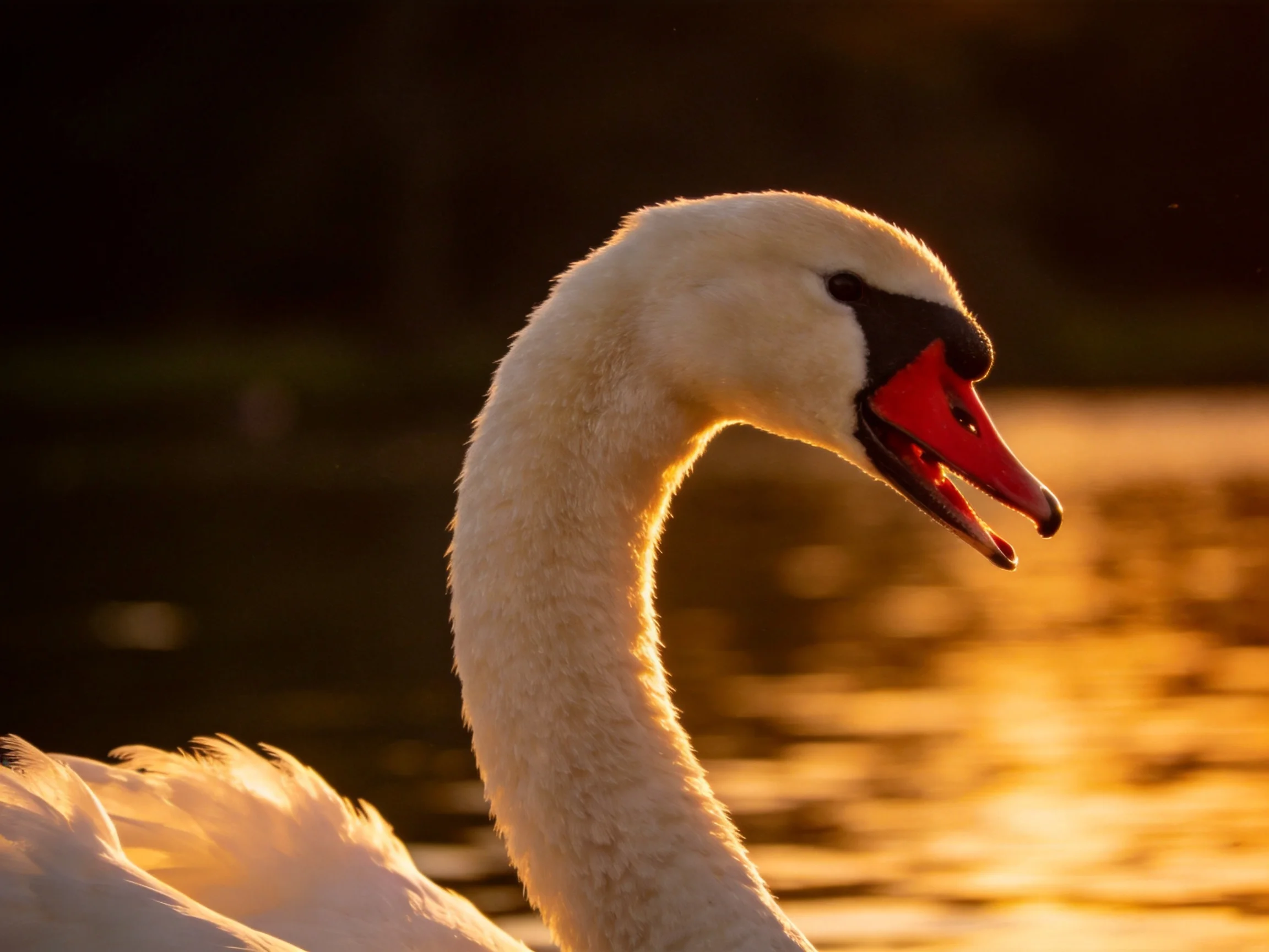 A swan with vibrant red beak near golden-hued water at sunset