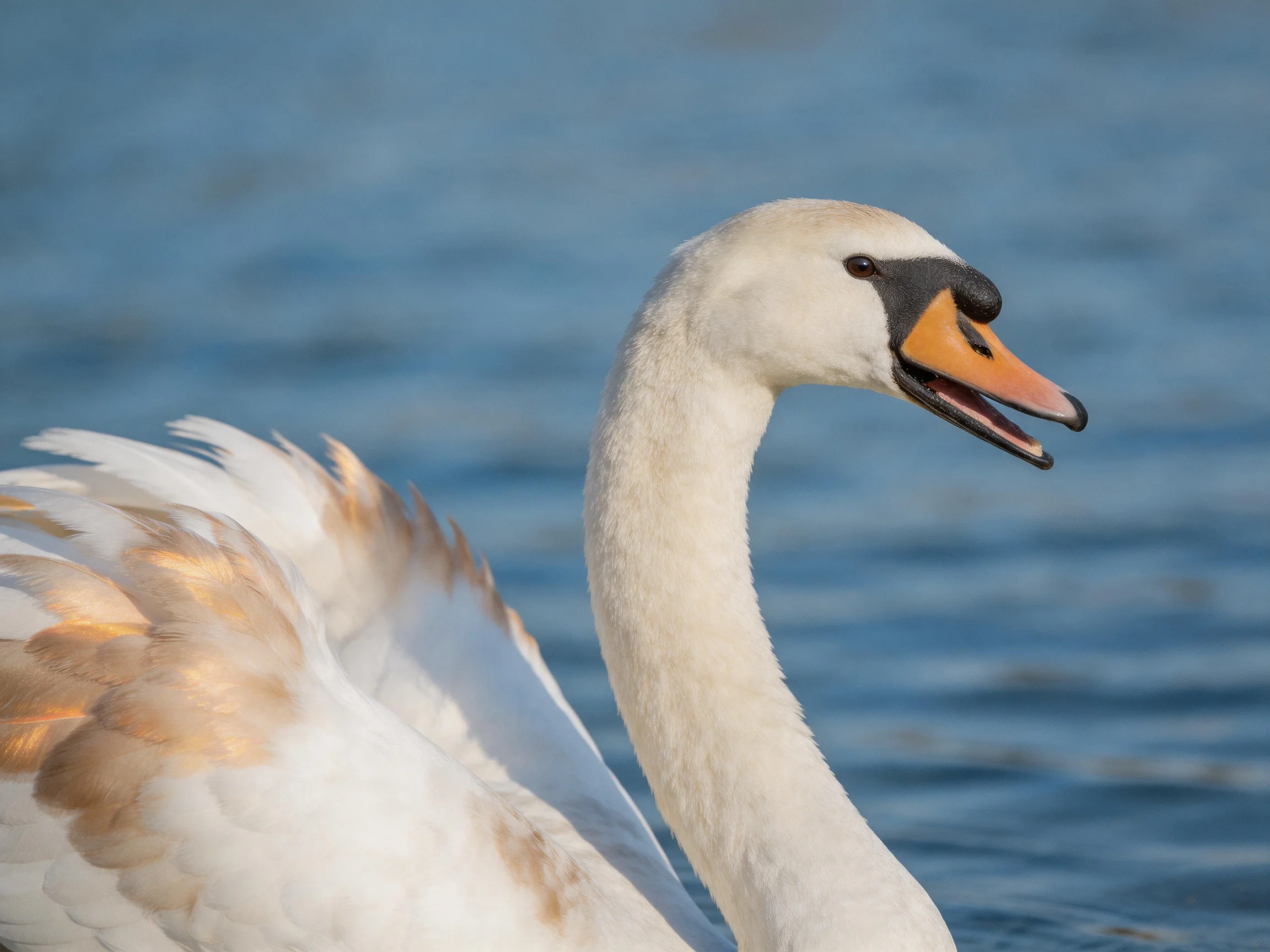 A swan with white feathers and golden wing accents swims near blue water