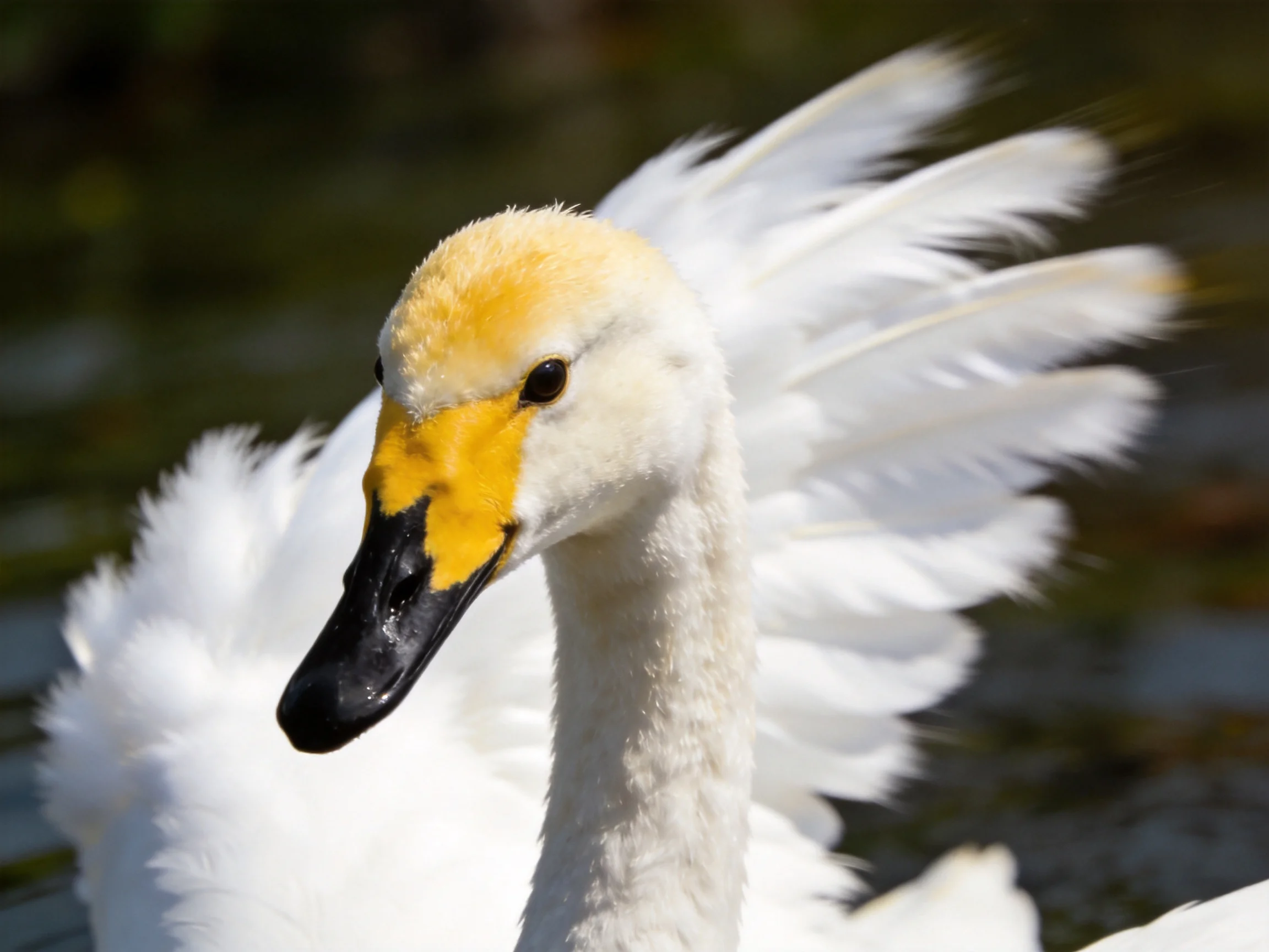 A swan with white feathers and yellow markings in close-up