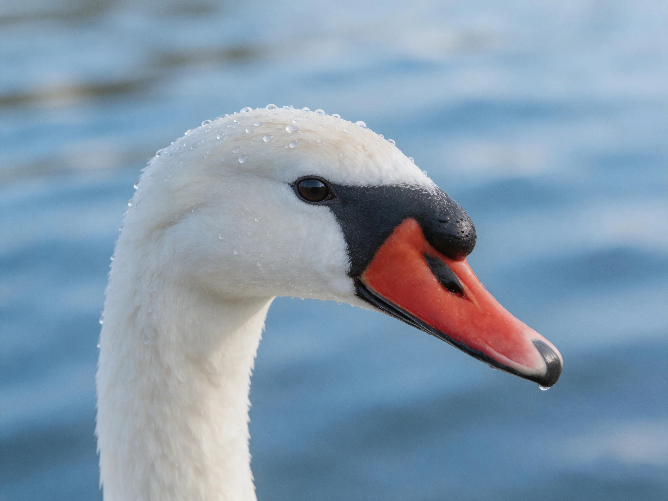 A swan with white feathers, orange beak, and water droplets near blue water