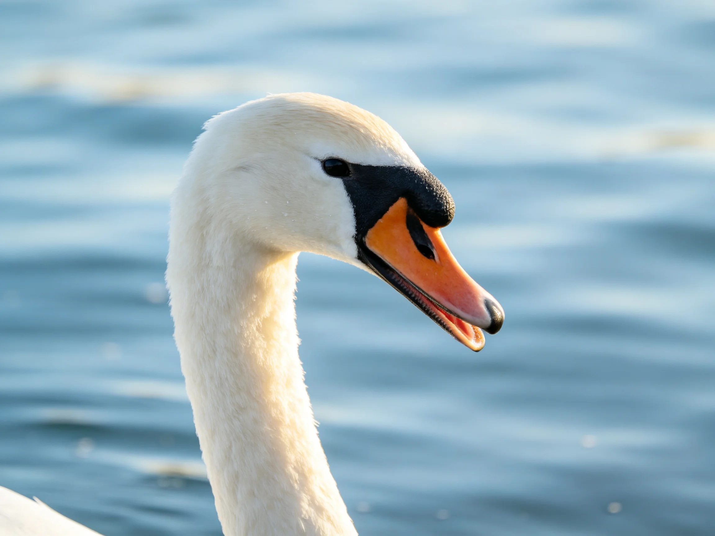 A swan with white plumage and an orange beak is near calm water.