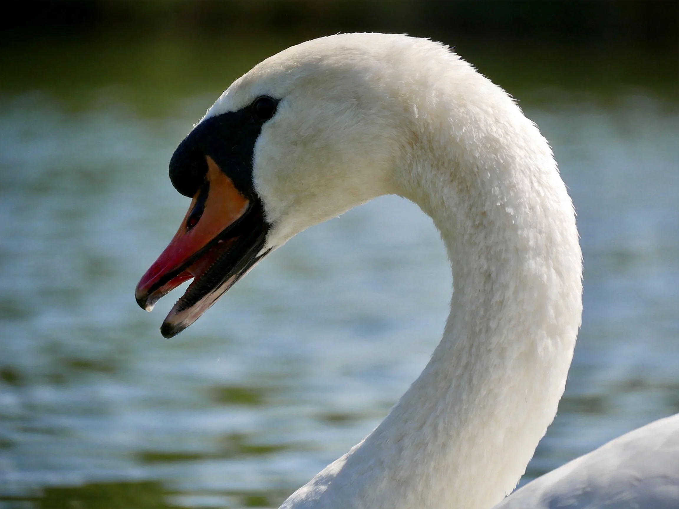 A swan with white plumage and an orange beak near water