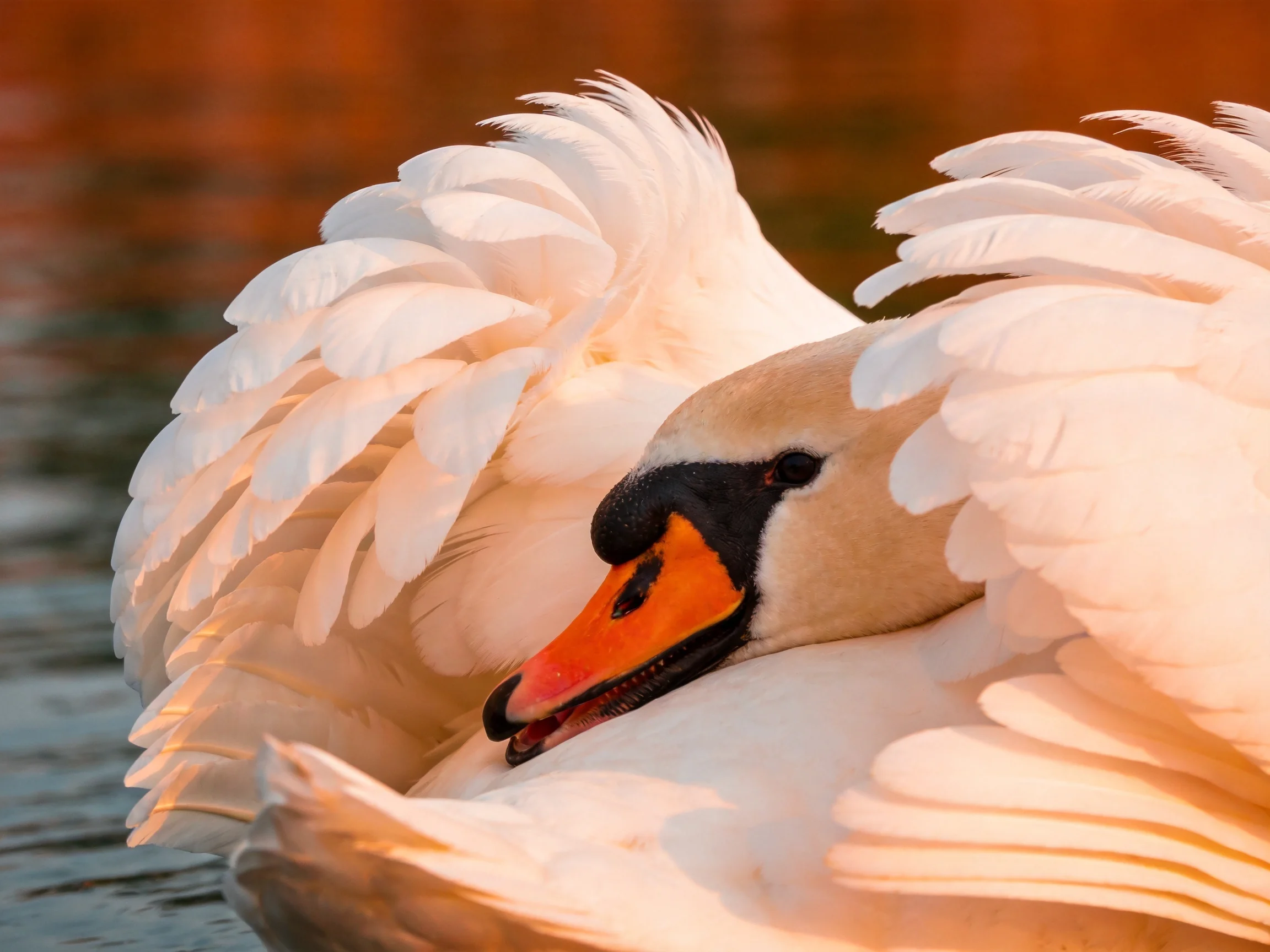 A swan with white plumage rests near calm water