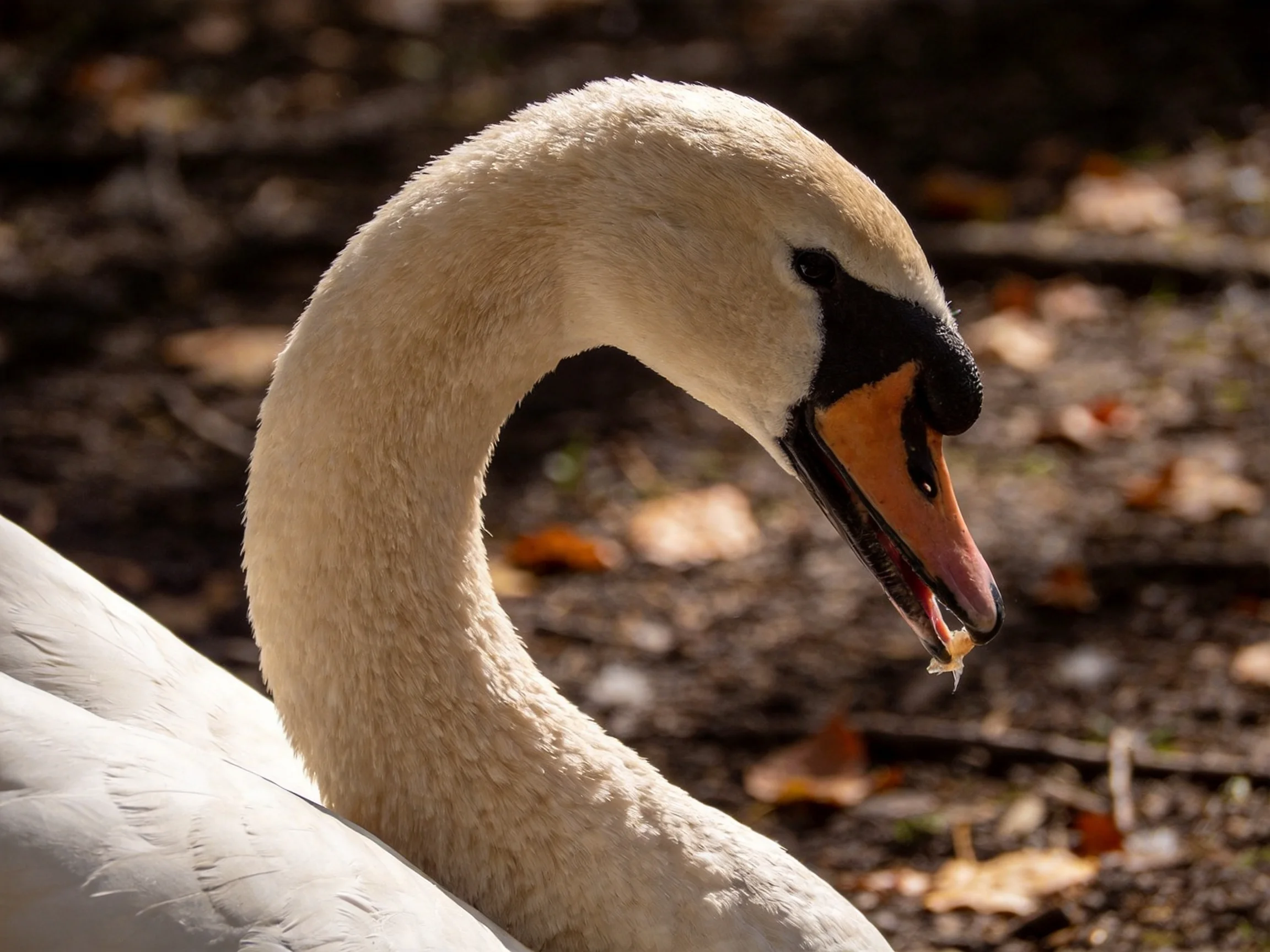 A swan with white plumage and an orange beak tip near fallen leaves