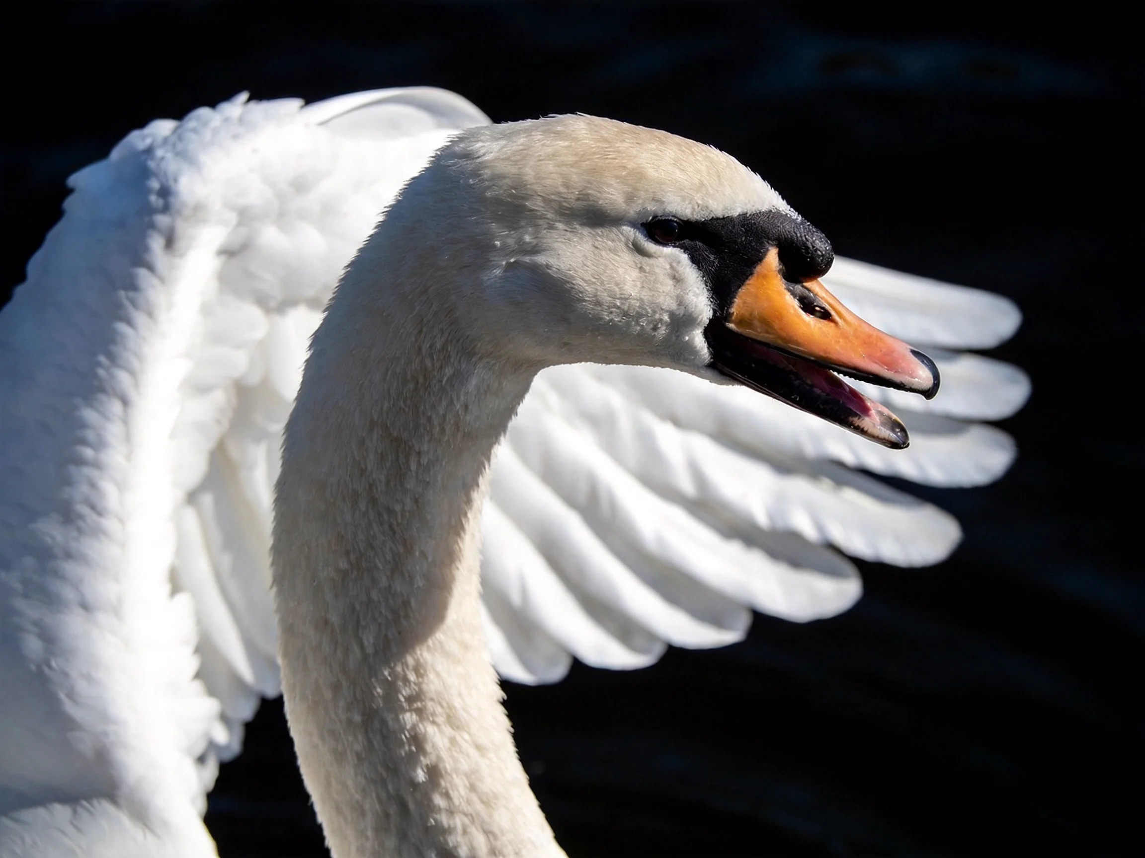 A swan with white plumage and orange beak spreading wings
