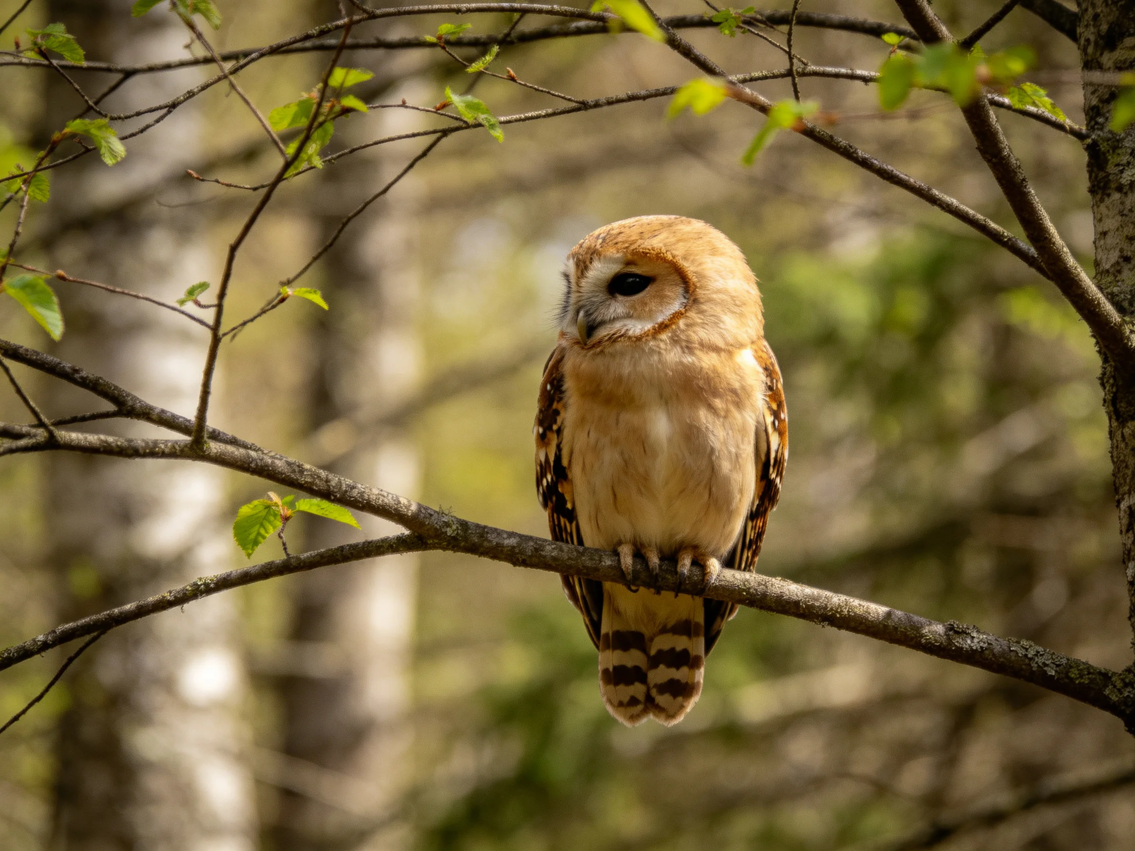 A tan owl perched on a forest branch