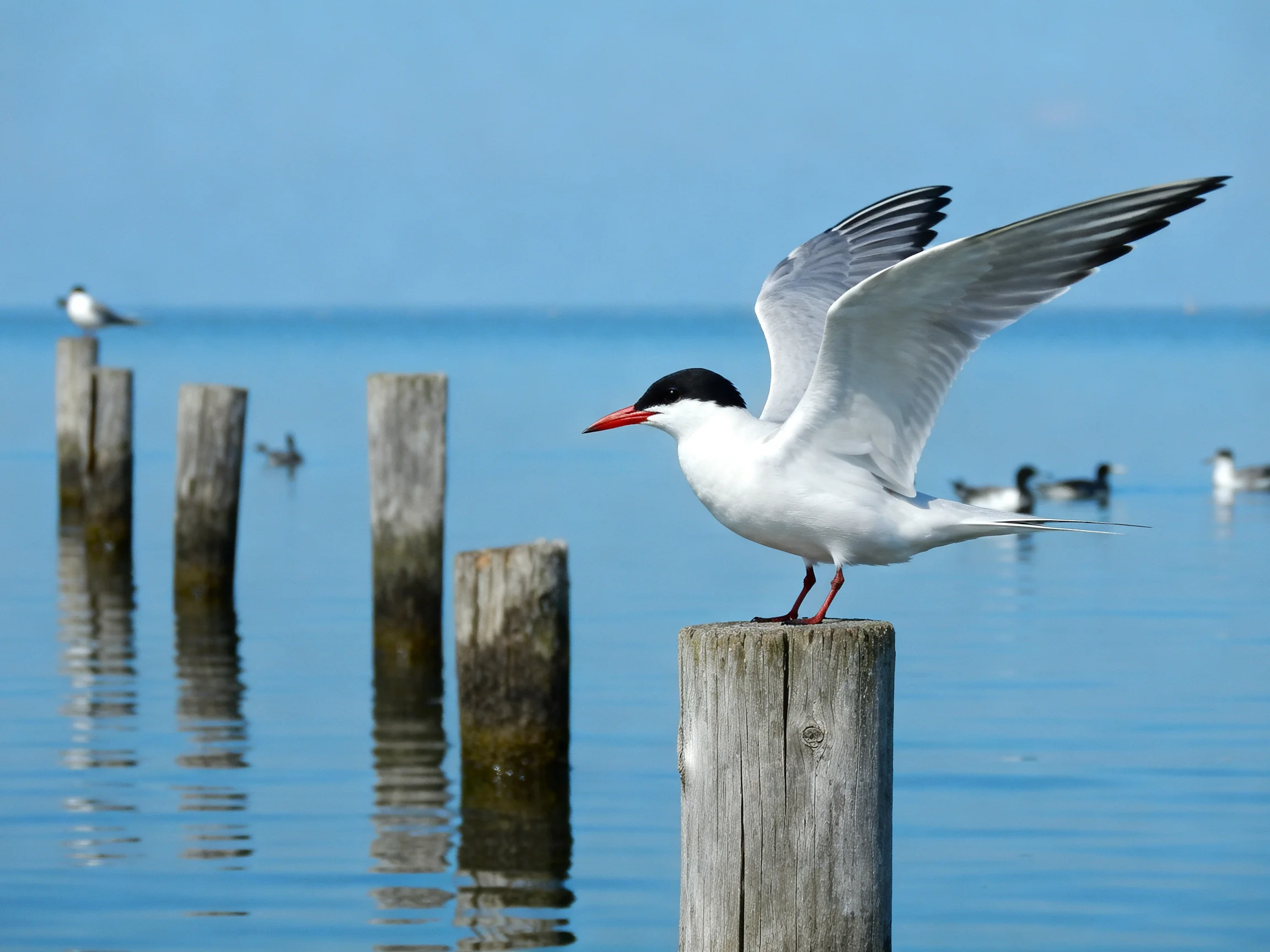 A tern spreading wings atop a weathered dock post near calm blue waters