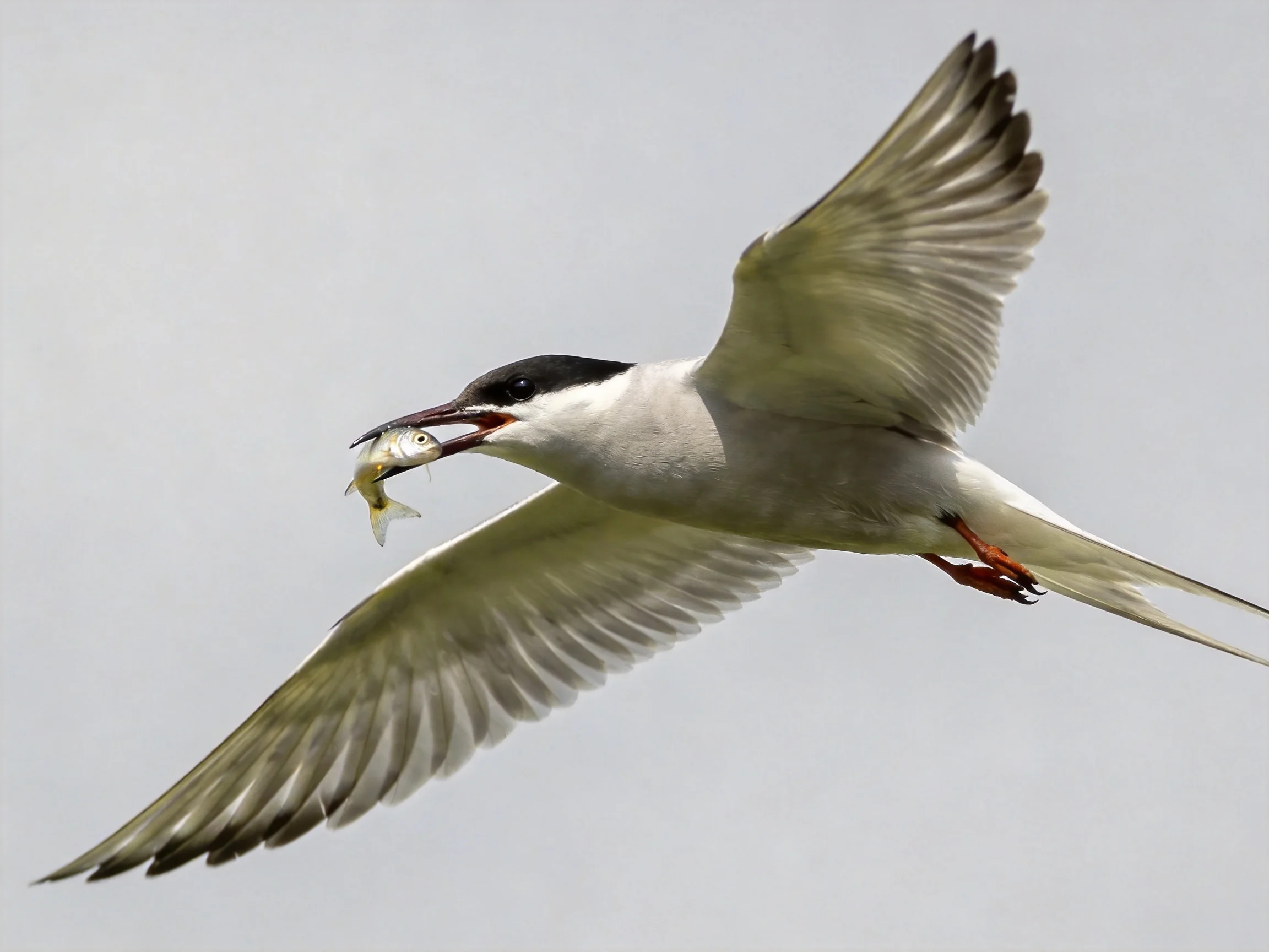 A tern with black cap flies while carrying a small fish