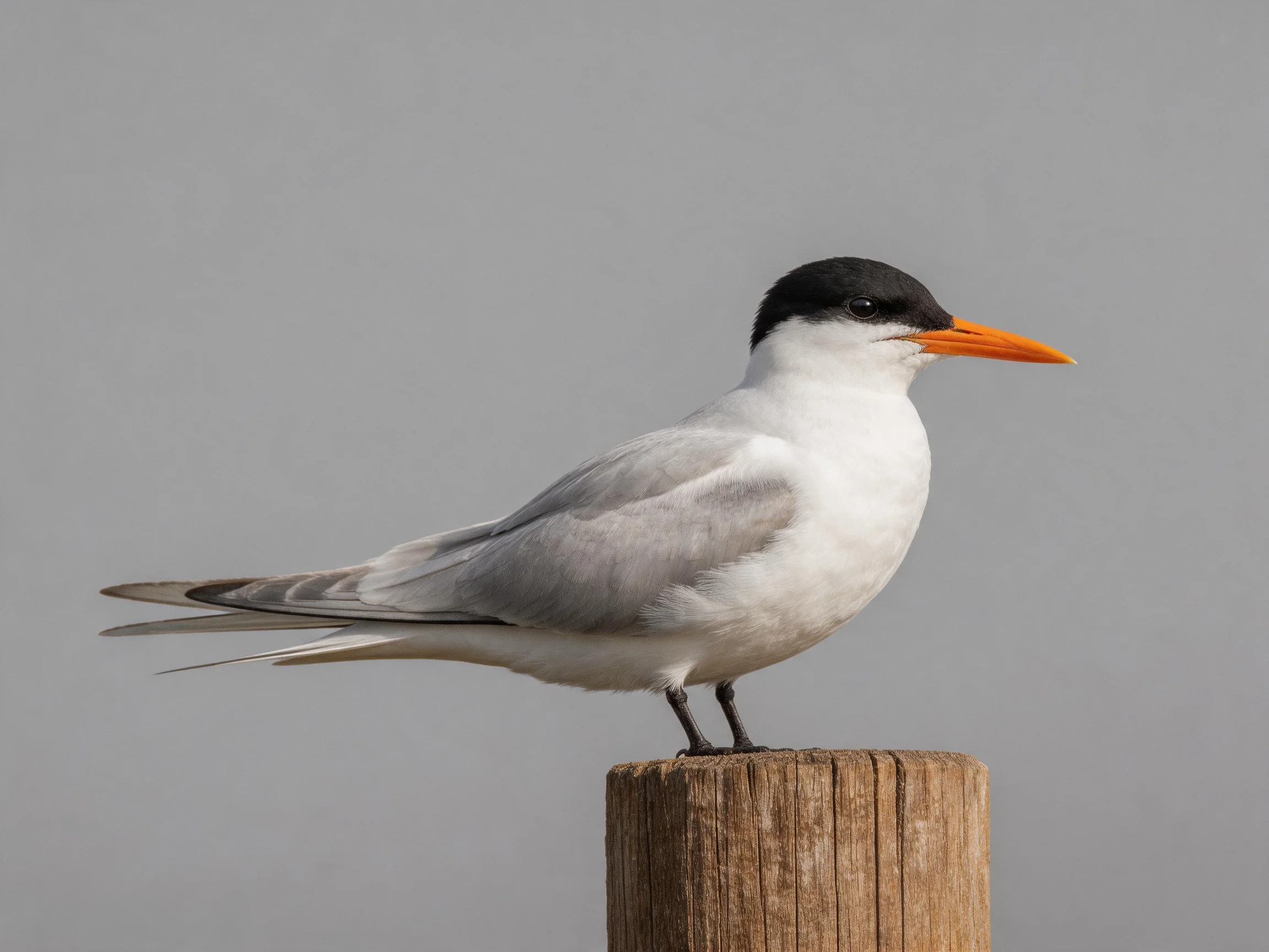 A tern with black cap, orange beak, perched on wooden post