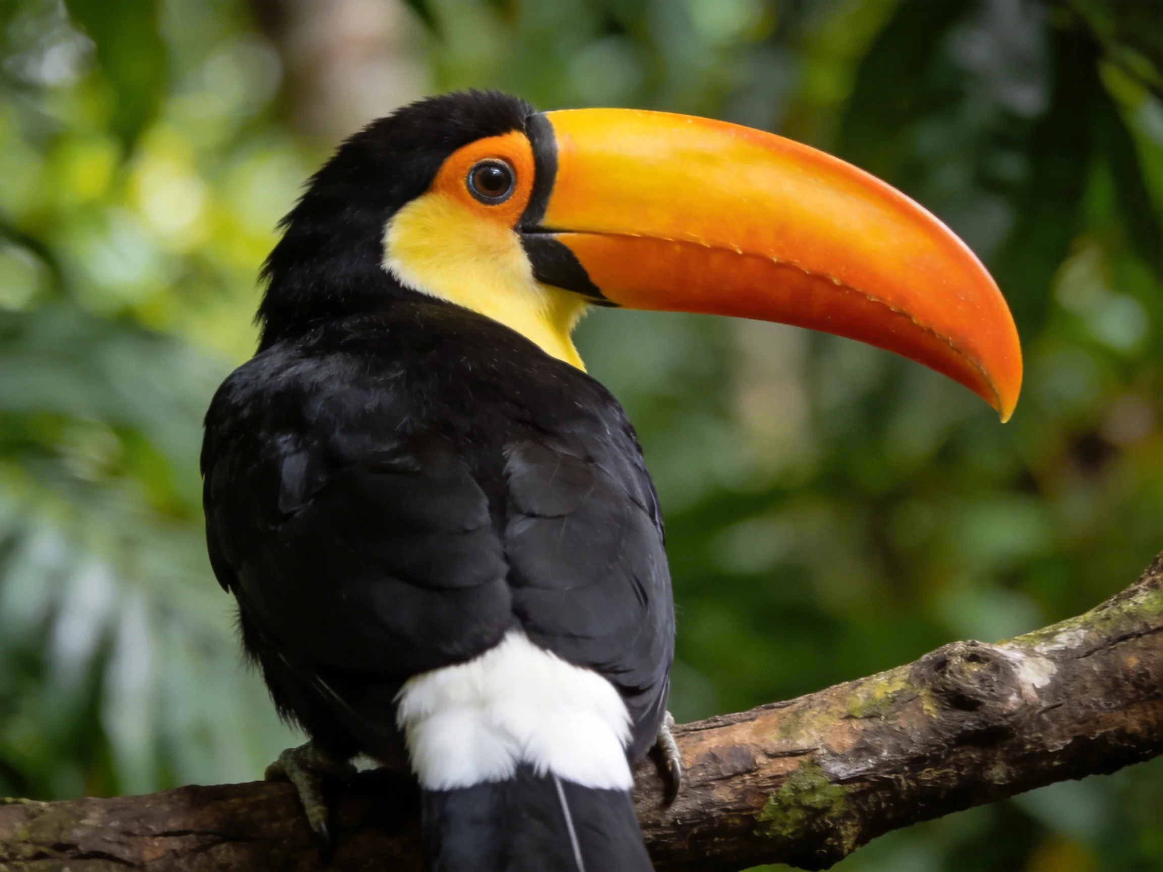 A toucan with a vibrant orange beak perched on a tree branch