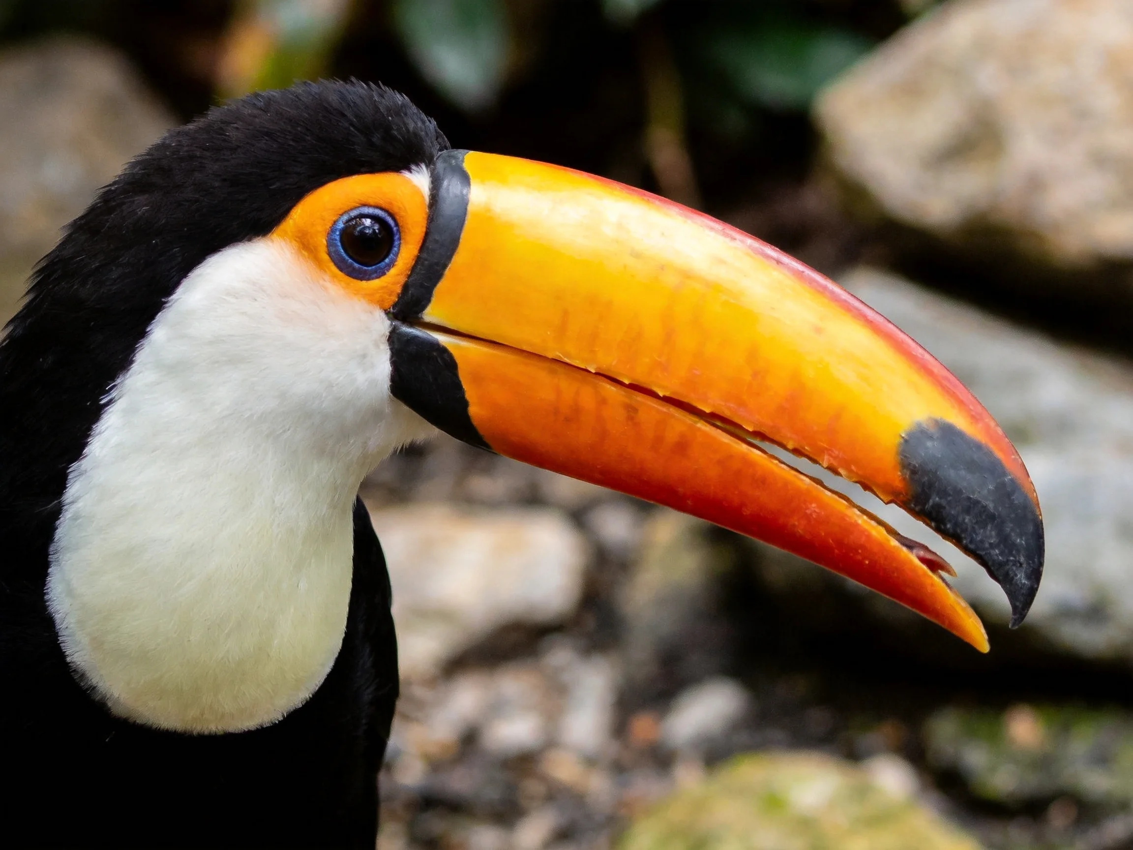 A toucan with vibrant orange-yellow beak and black feathers