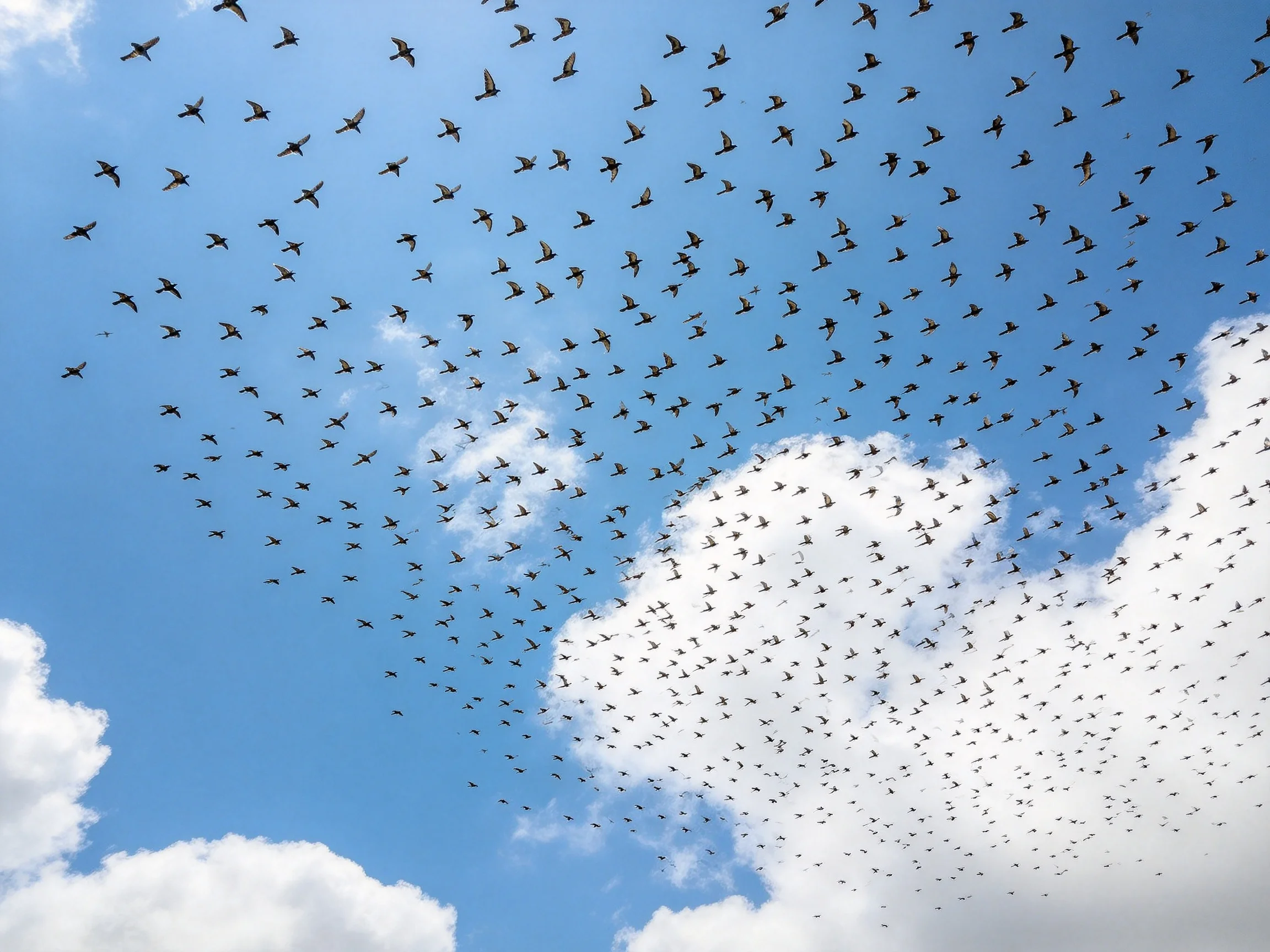 A vast flock of birds soars over bright blue sky with scattered clouds