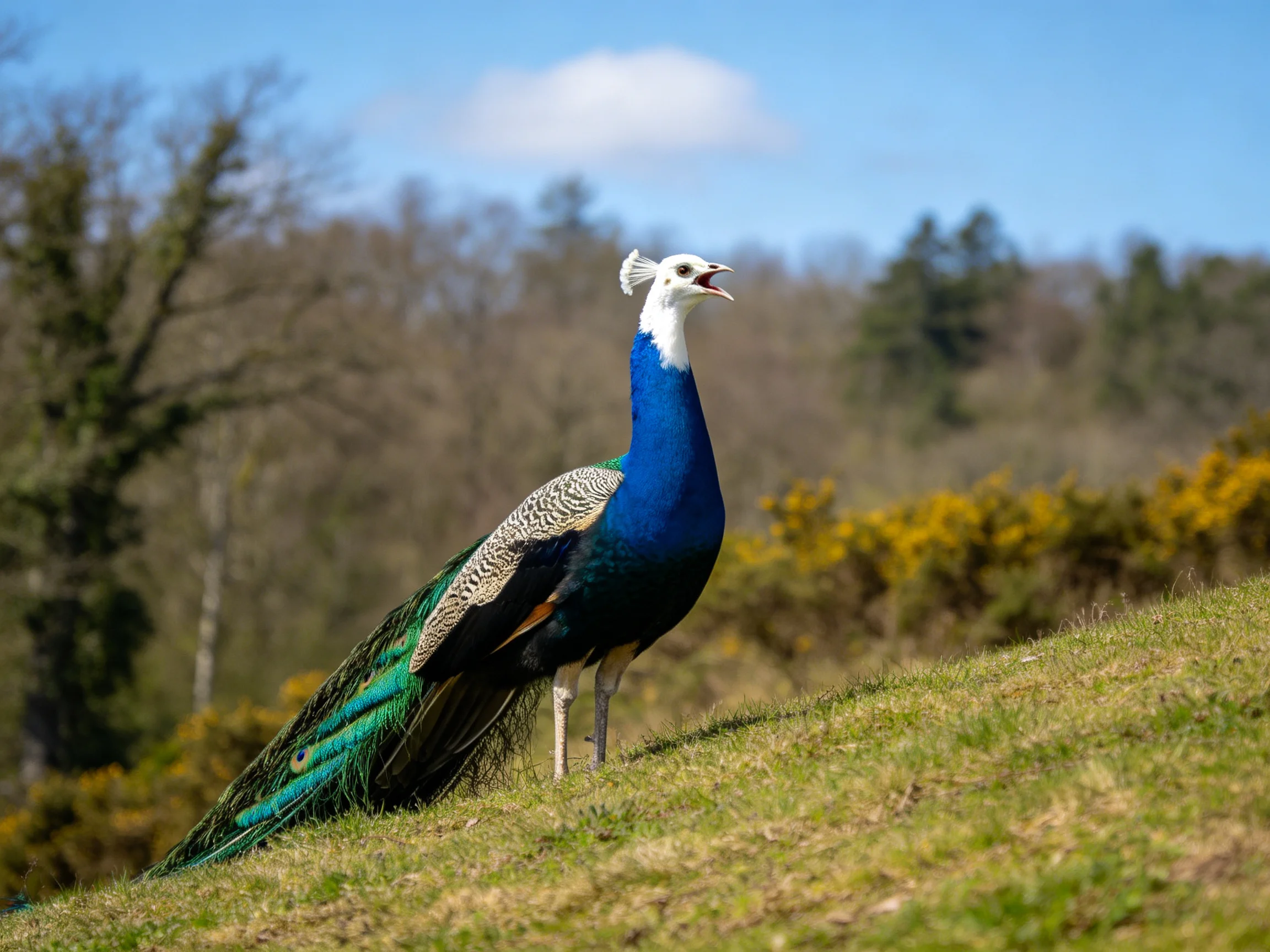 A colorful peacock stands on a grassy hillside with natural vegetation in the background.