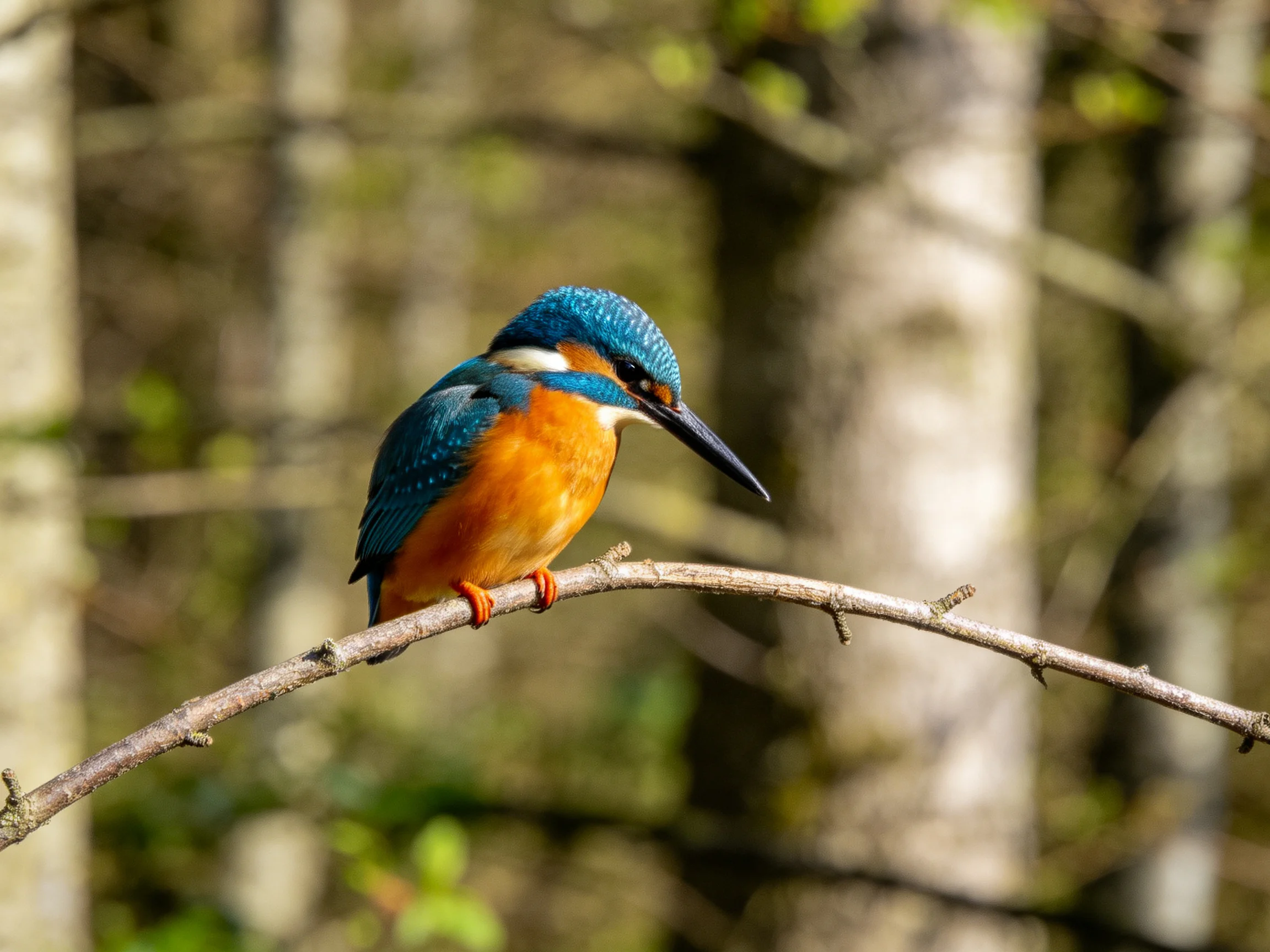 A colorful kingfisher rests on a thin branch amidst a blurred forest backdrop.