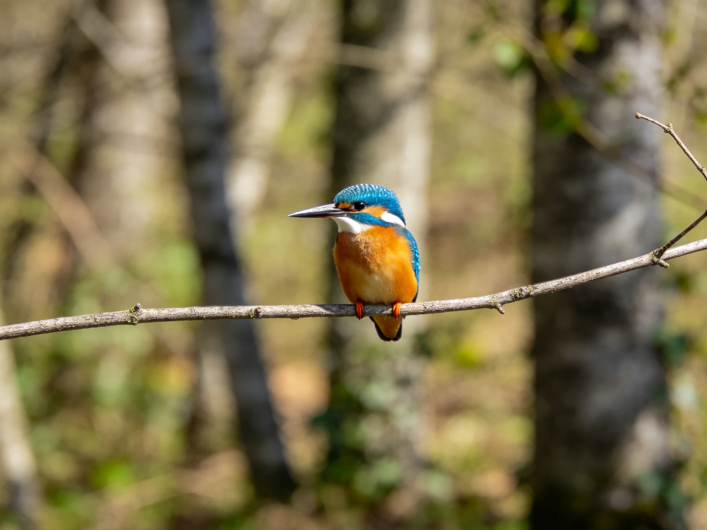 A vibrant blue and orange kingfisher perches on a thin tree branch