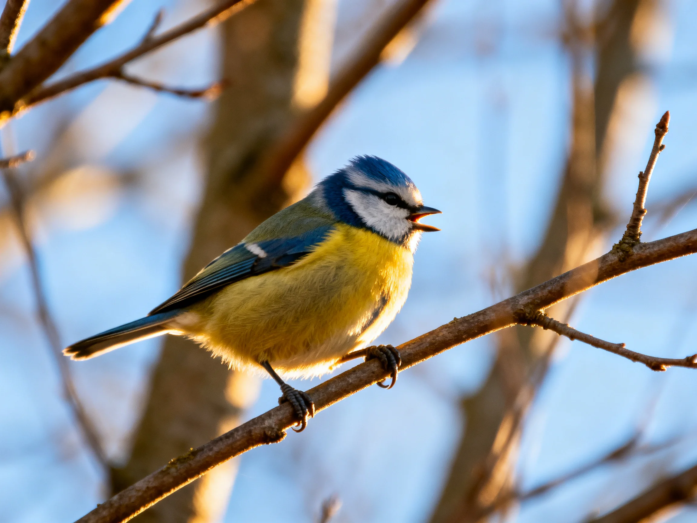 A colorful bird rests on a branch amid a blurred natural backdrop.