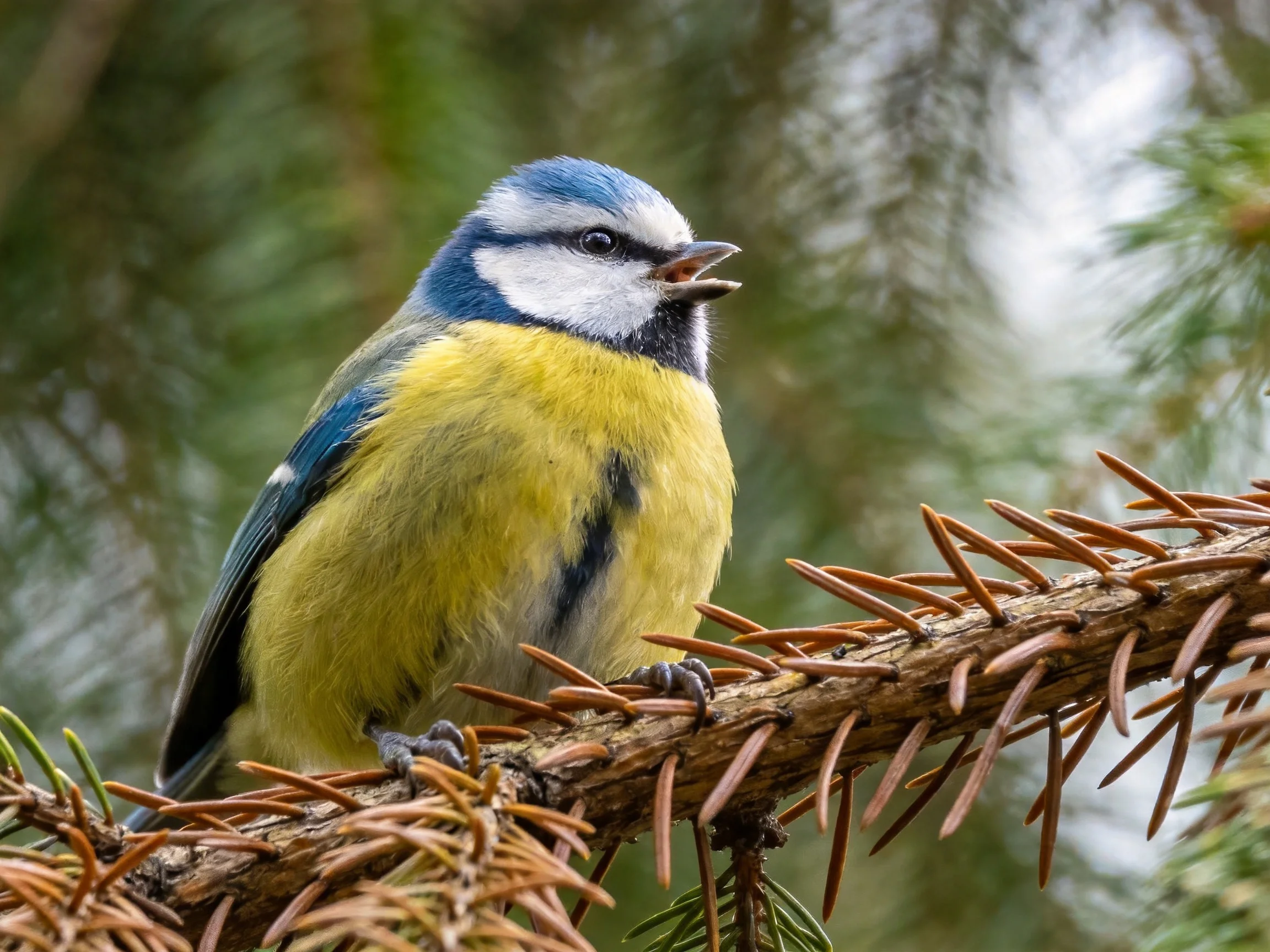 A vibrant blue and yellow bird perched on a spiky pine branch