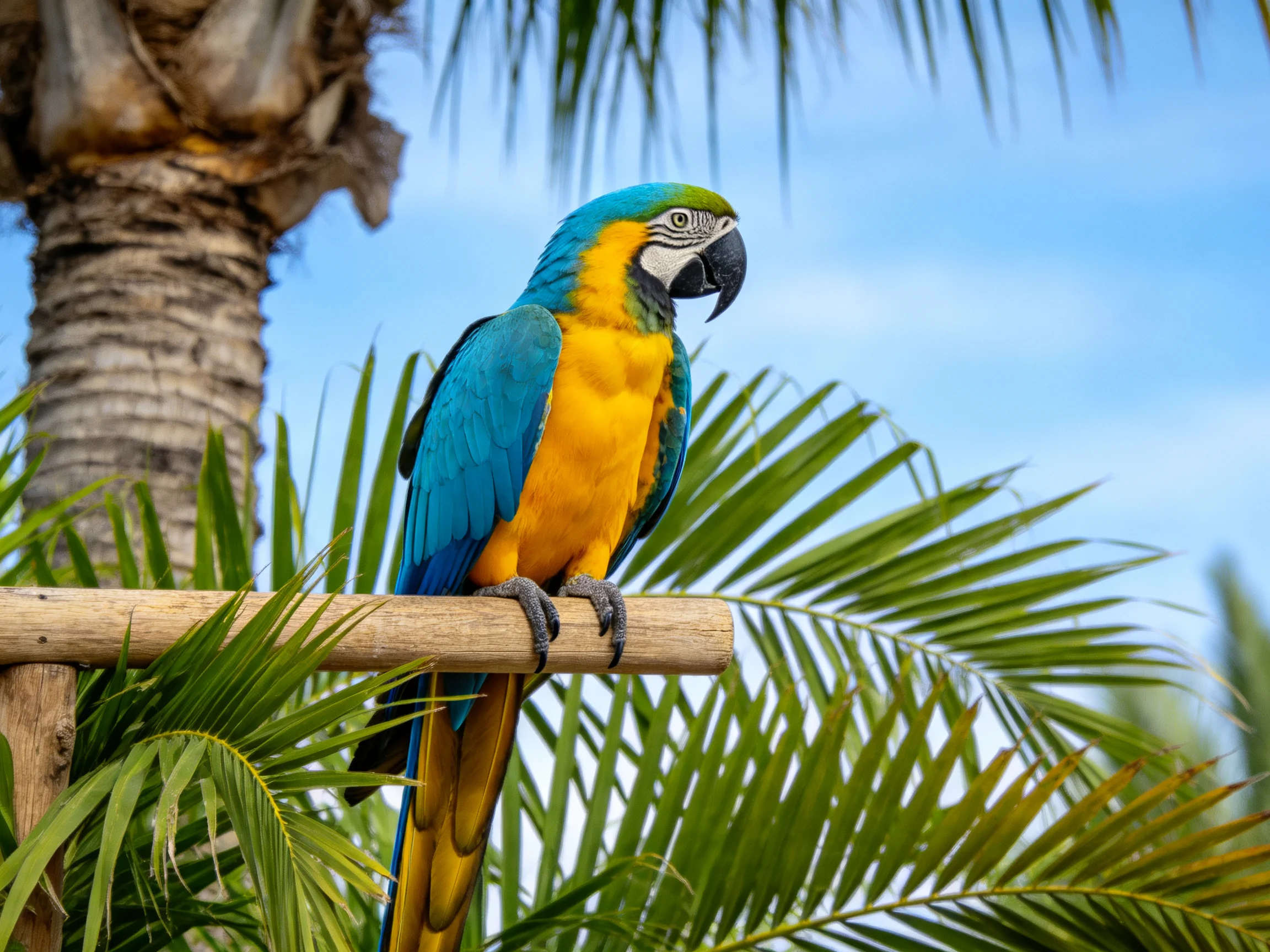 A vibrant blue and yellow macaw perched on a wooden branch amid tropical palms