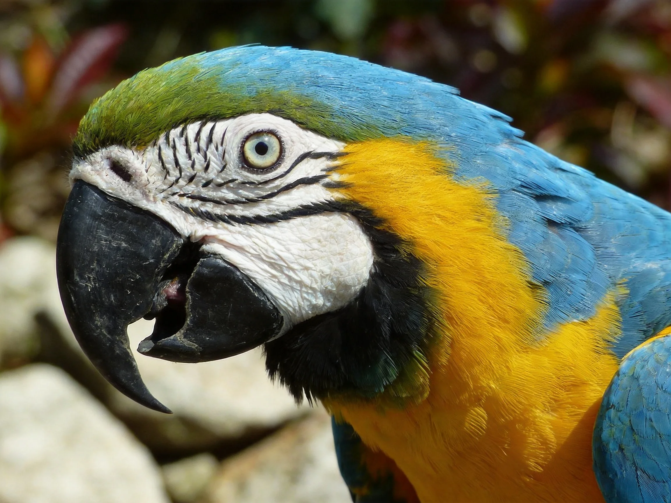 A vibrant blue and yellow macaw with green head feathers