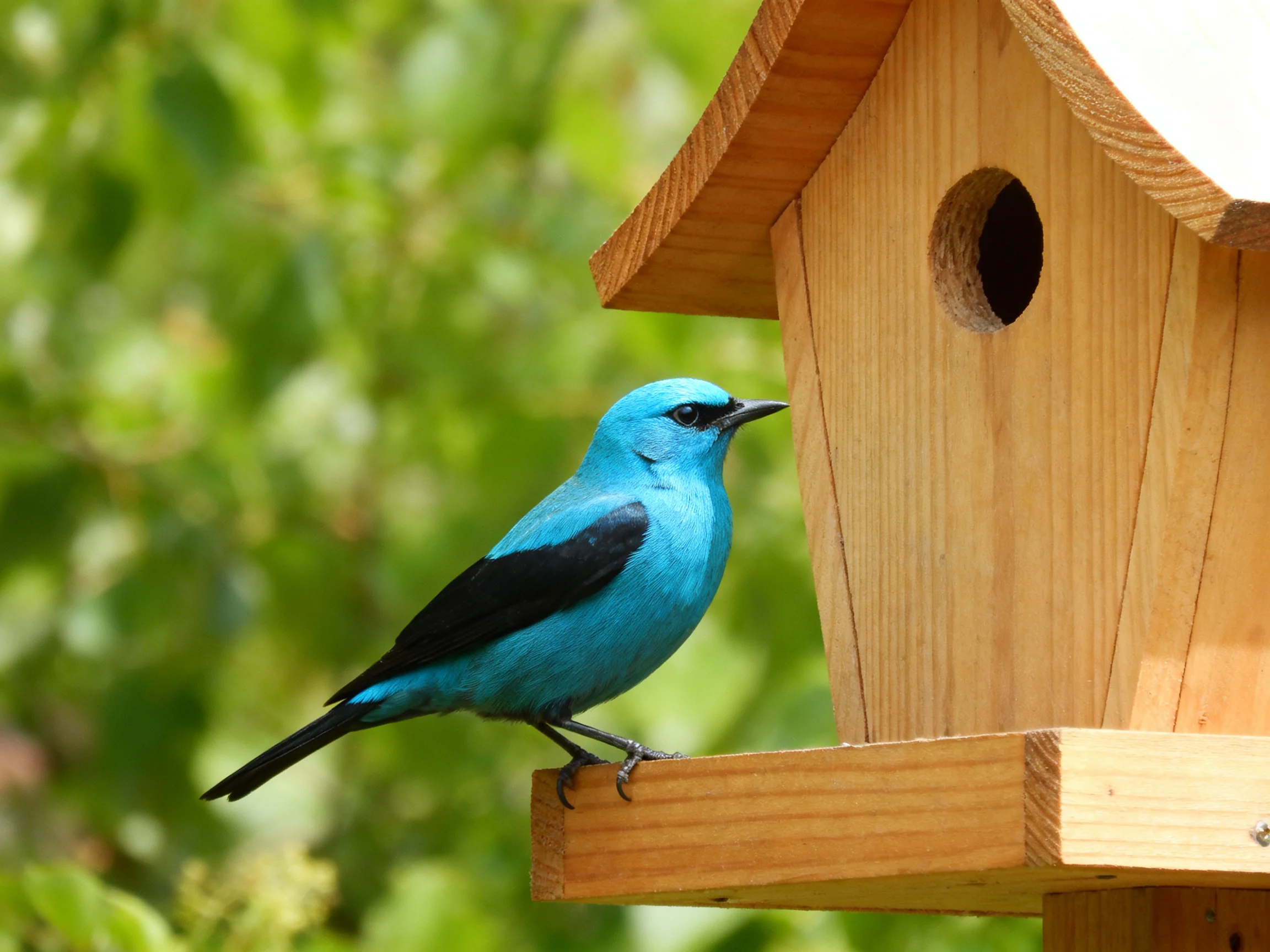A vibrant blue bird perched beside a wooden birdhouse