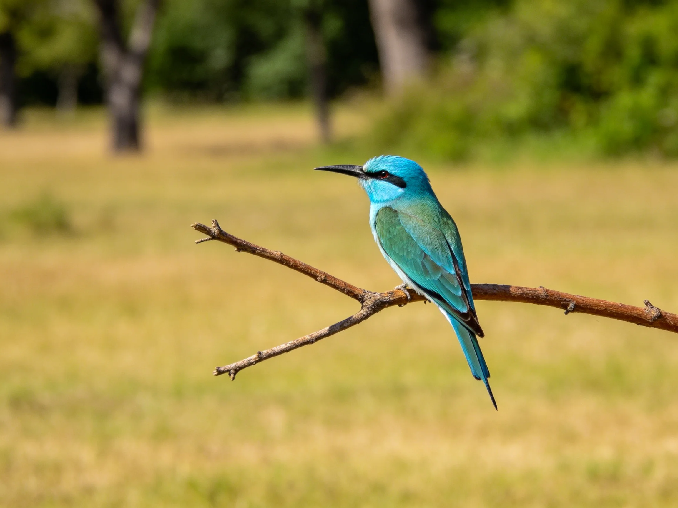 A vibrant blue bird perched on a bare tree branch