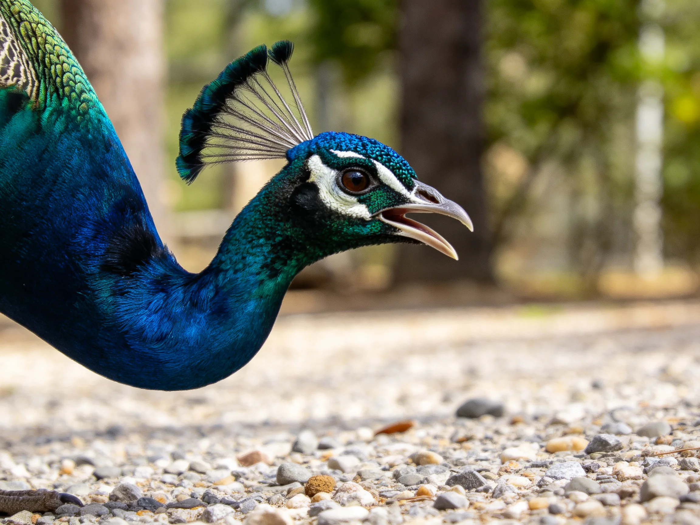 A vibrant blue-green peacock with fanned crest near gravel path