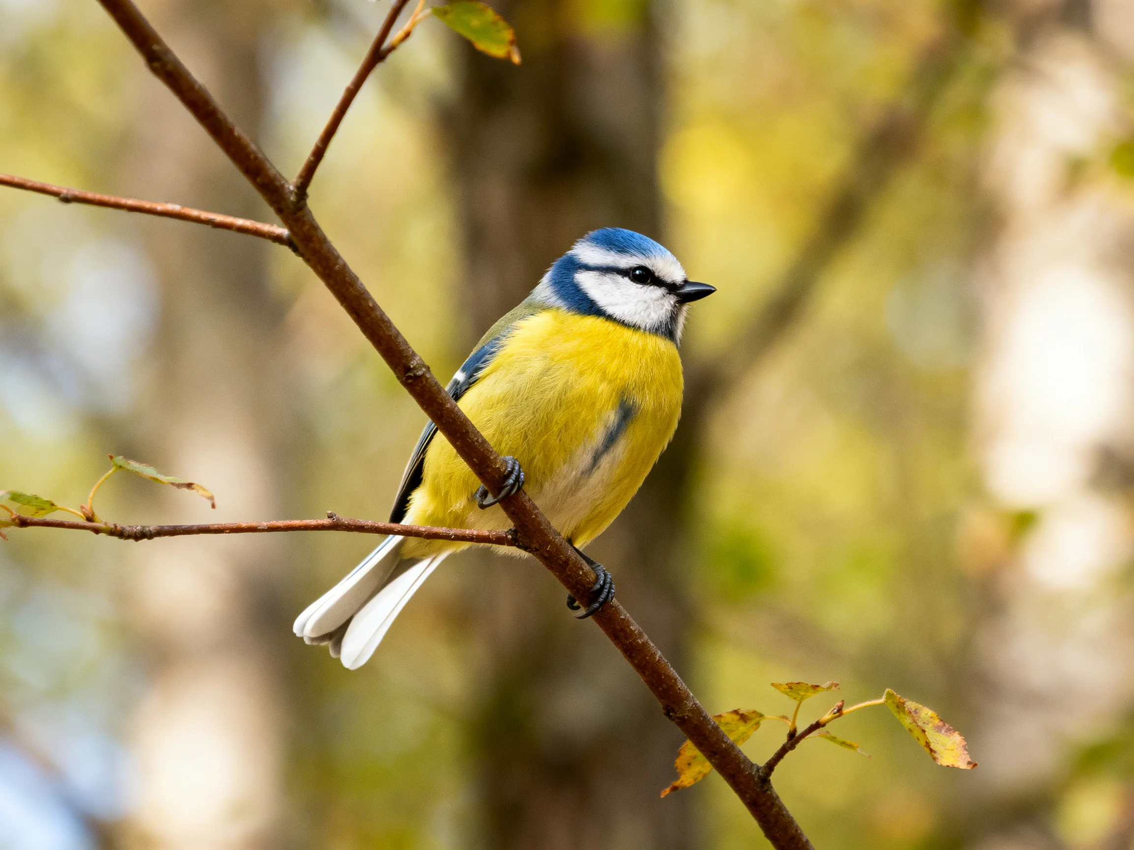 A vibrant blue-headed bird perched on a brown tree branch