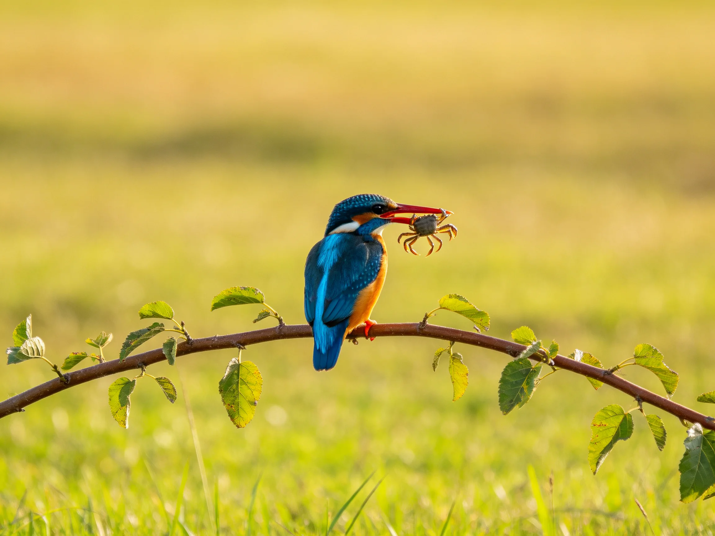 A vibrant blue kingfisher perches on a leafy branch with a crab
