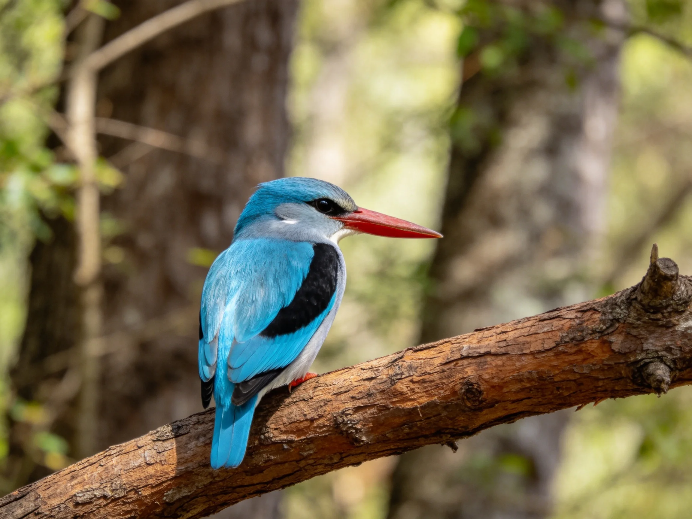 A vibrant blue kingfisher perches on a textured brown branch