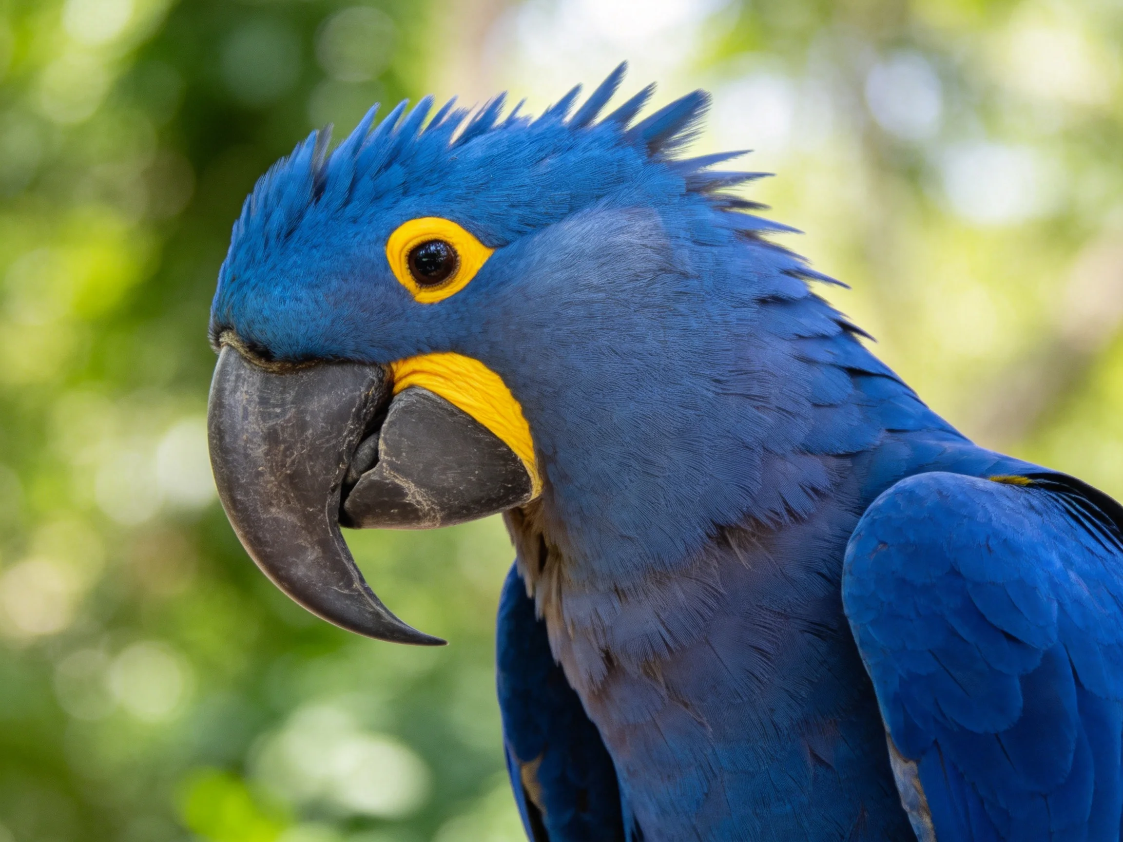 A vibrant blue macaw with striking yellow facial markings