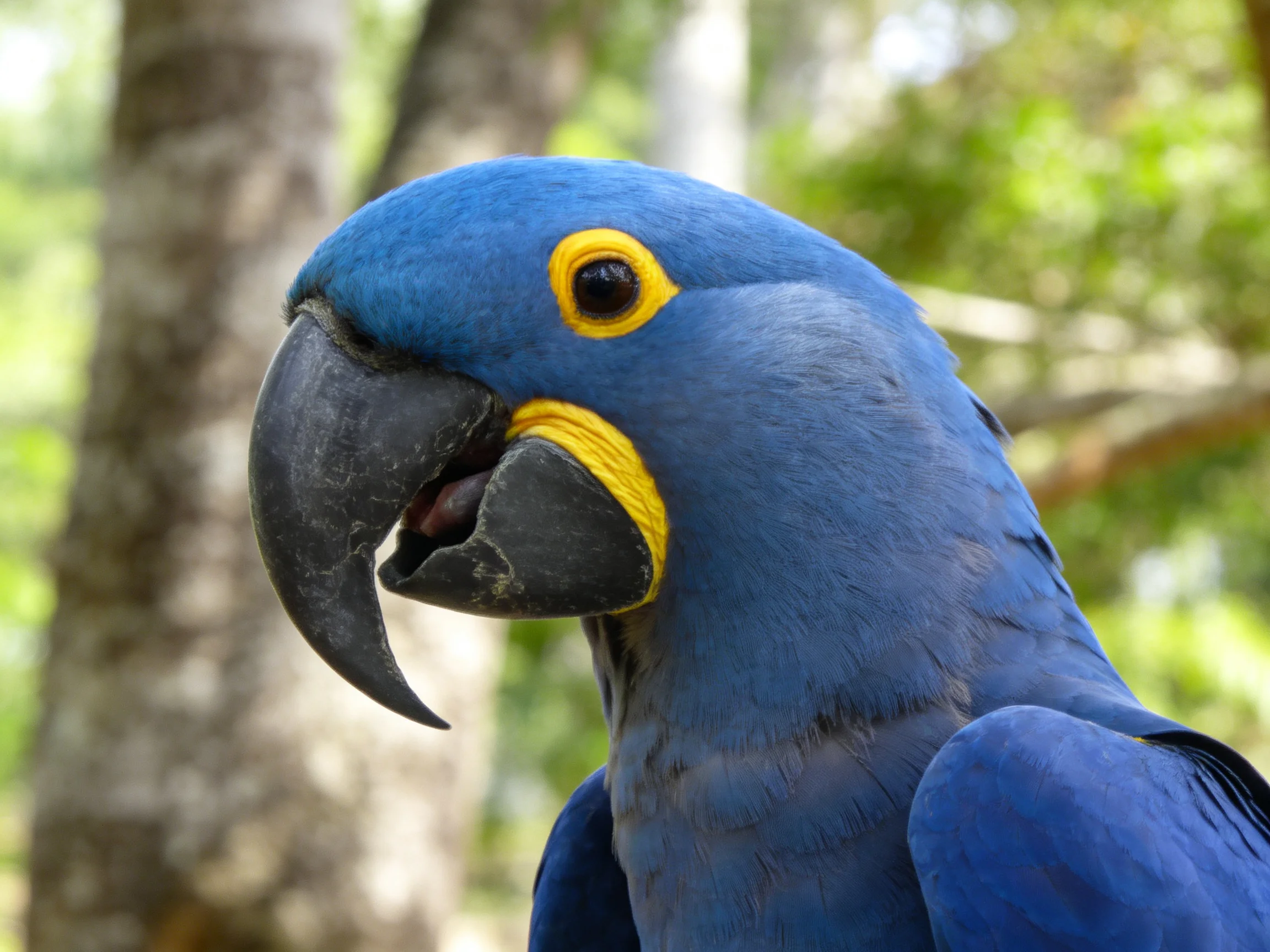 A vibrant blue parrot with yellow facial markings