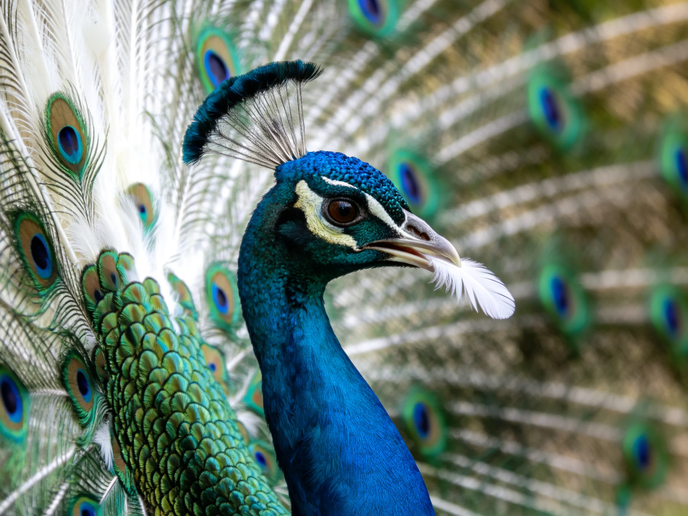 A vibrant blue peacock displaying colorful fanned tail feathers
