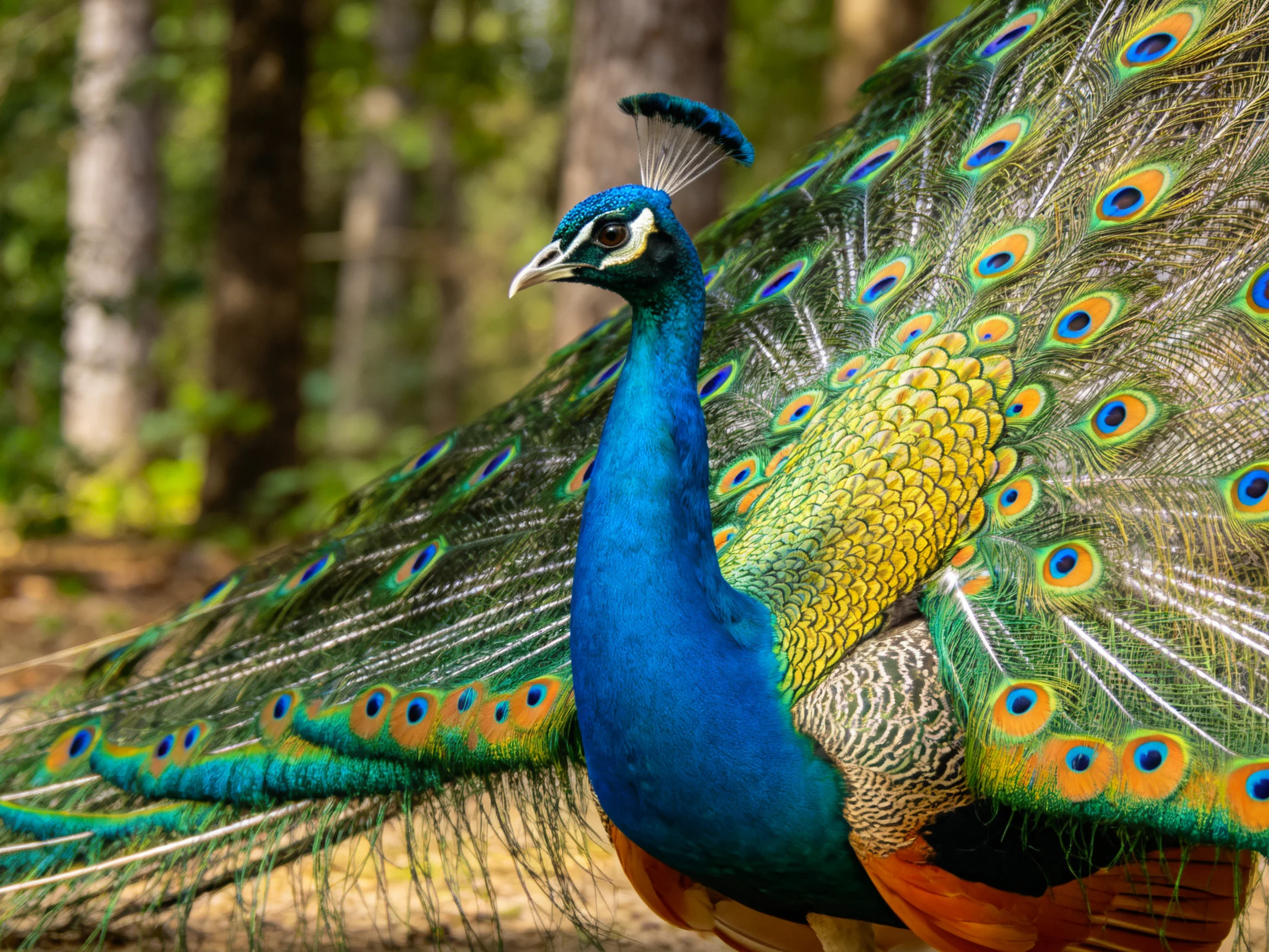 A vibrant blue peacock displays colorful eye-spotted tail feathers in forest